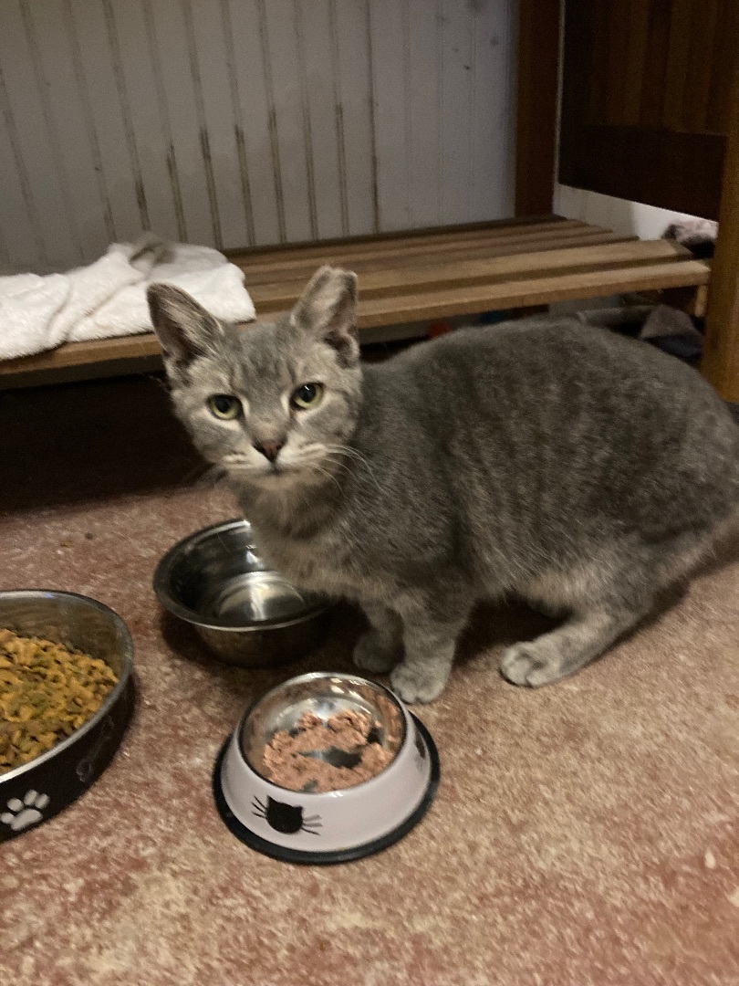 Precious, Adoptable, Adult Female Domestic Short Hair.