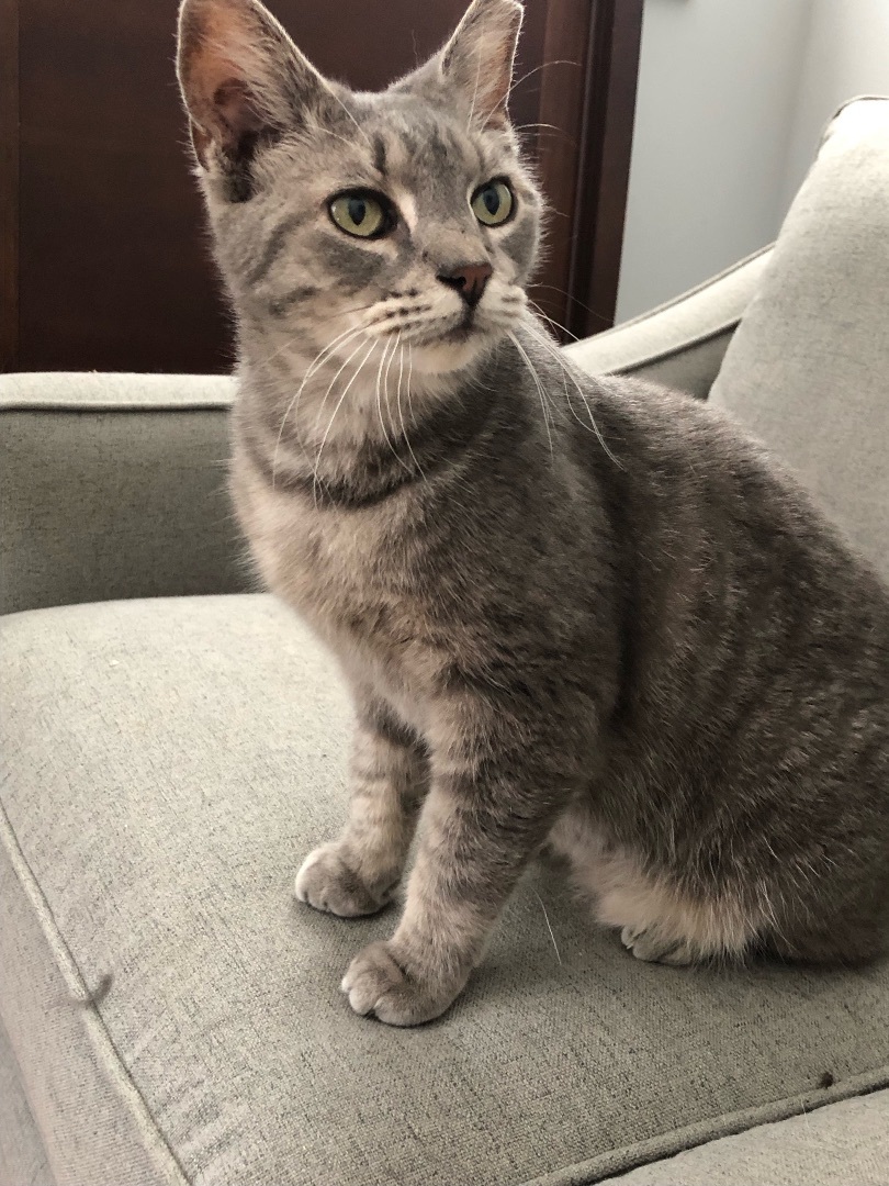 Precious, a Adoptable mixed breed in Nashville, TN image 2/8