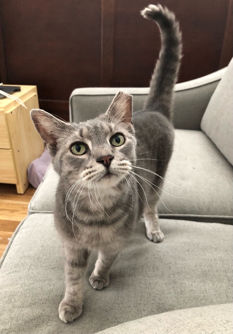 Precious, a Adoptable mixed breed in Nashville, TN image 3/8