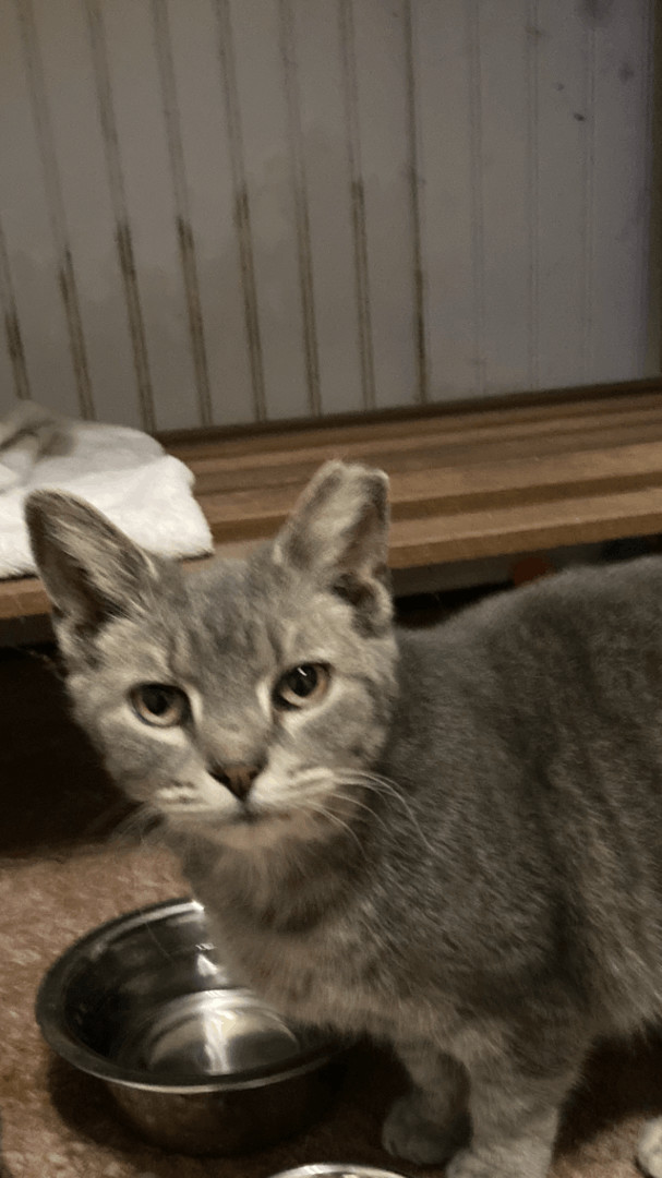 Precious, a Adoptable mixed breed in Nashville, TN image 4/8