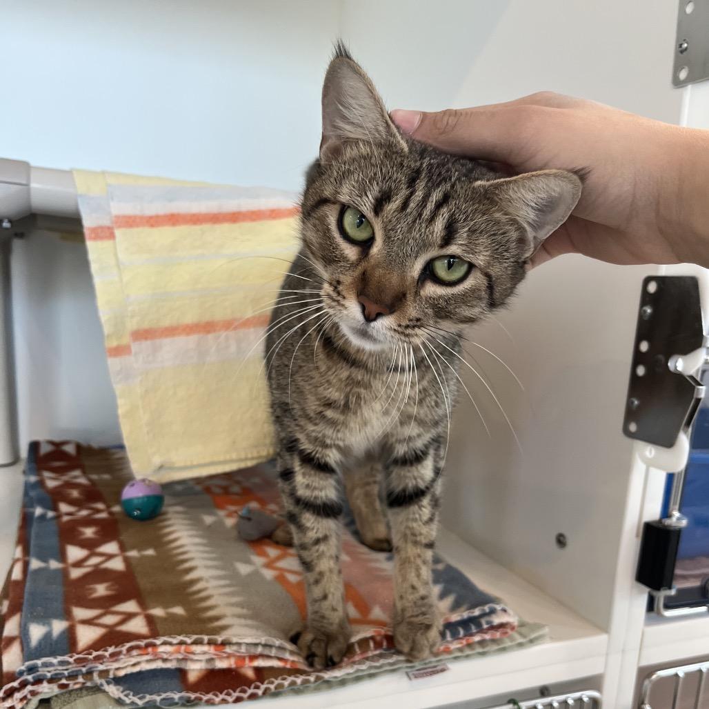 Brown Bee, Adoptable, Adult Female Domestic Short Hair.