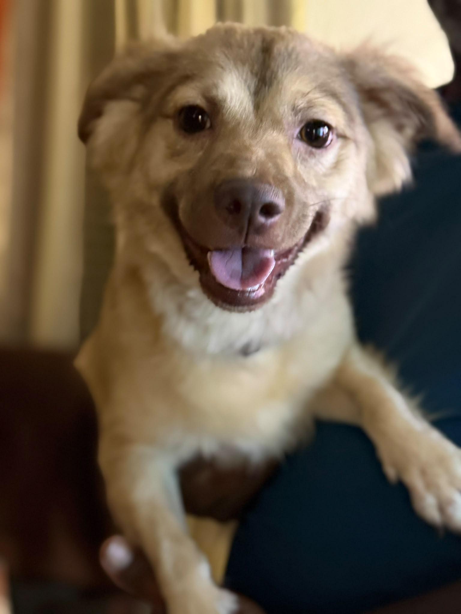 Chloe, Adoptable, Adult Female Corgi & Golden Retriever.