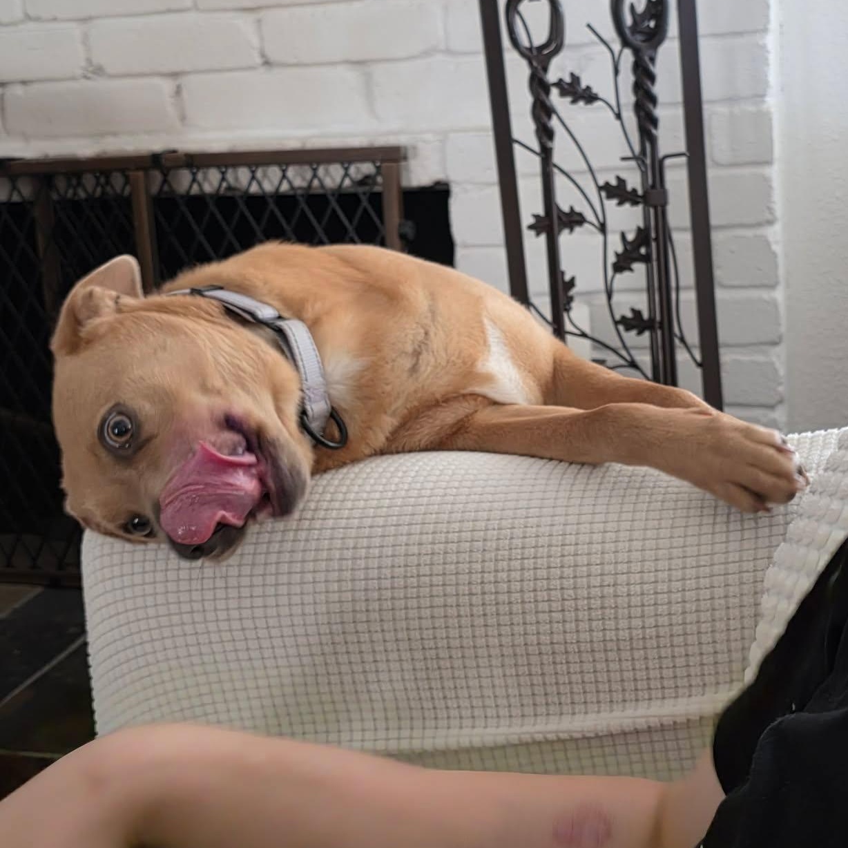 Sammy | 2y, 30lbs | House Trained, Dog-Friendly, Loves Car Rides, a Adoptable mixed breed in Humble, TX image 2/5