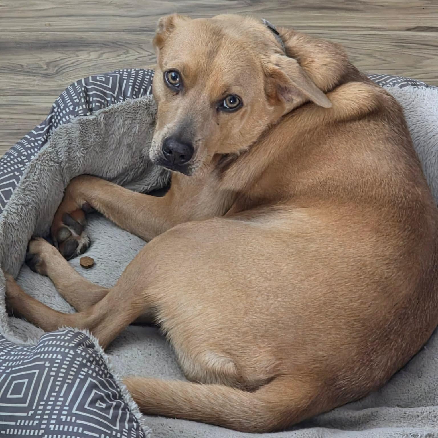 Piglet, a Adoptable mixed breed in Humble, TX image 1/5