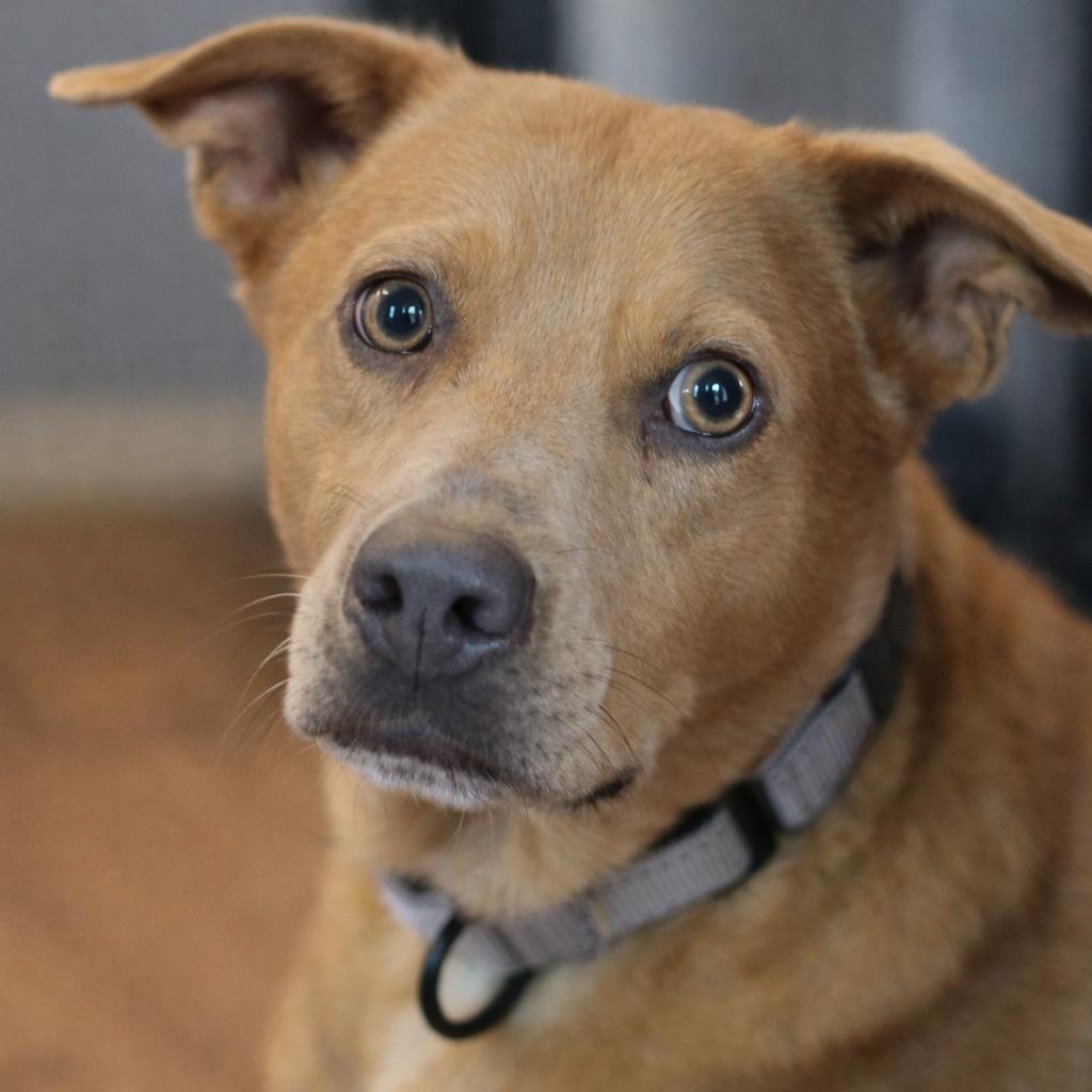 Sammy | 2y, 30lbs | House Trained, Dog-Friendly, Loves Car Rides, Adoptable, Young Male Labrador Retriever & Black Mouth Cur.