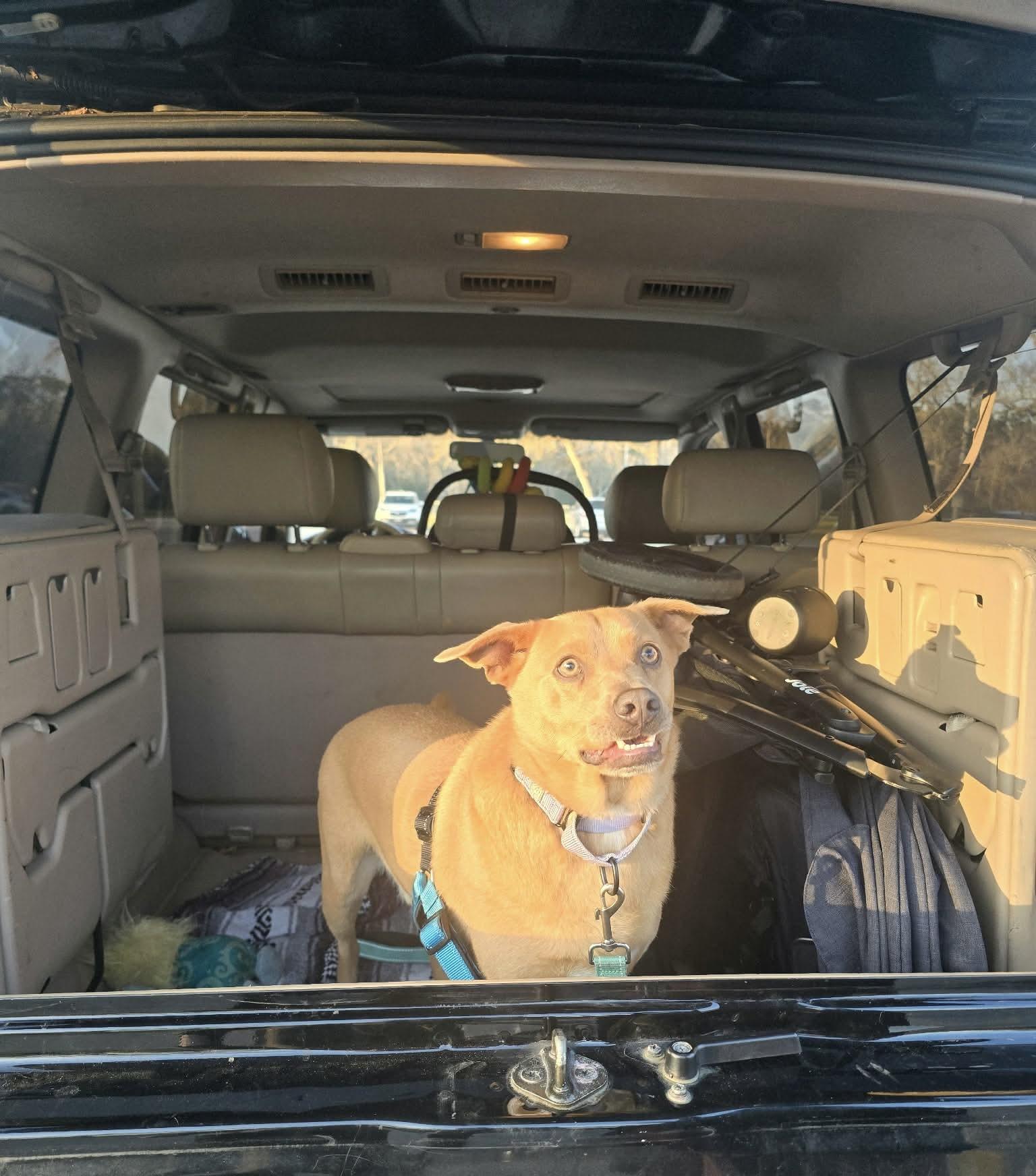 Sammy | 2y, 30lbs | House Trained, Dog-Friendly, Loves Car Rides, a Adoptable mixed breed in Humble, TX image 4/5