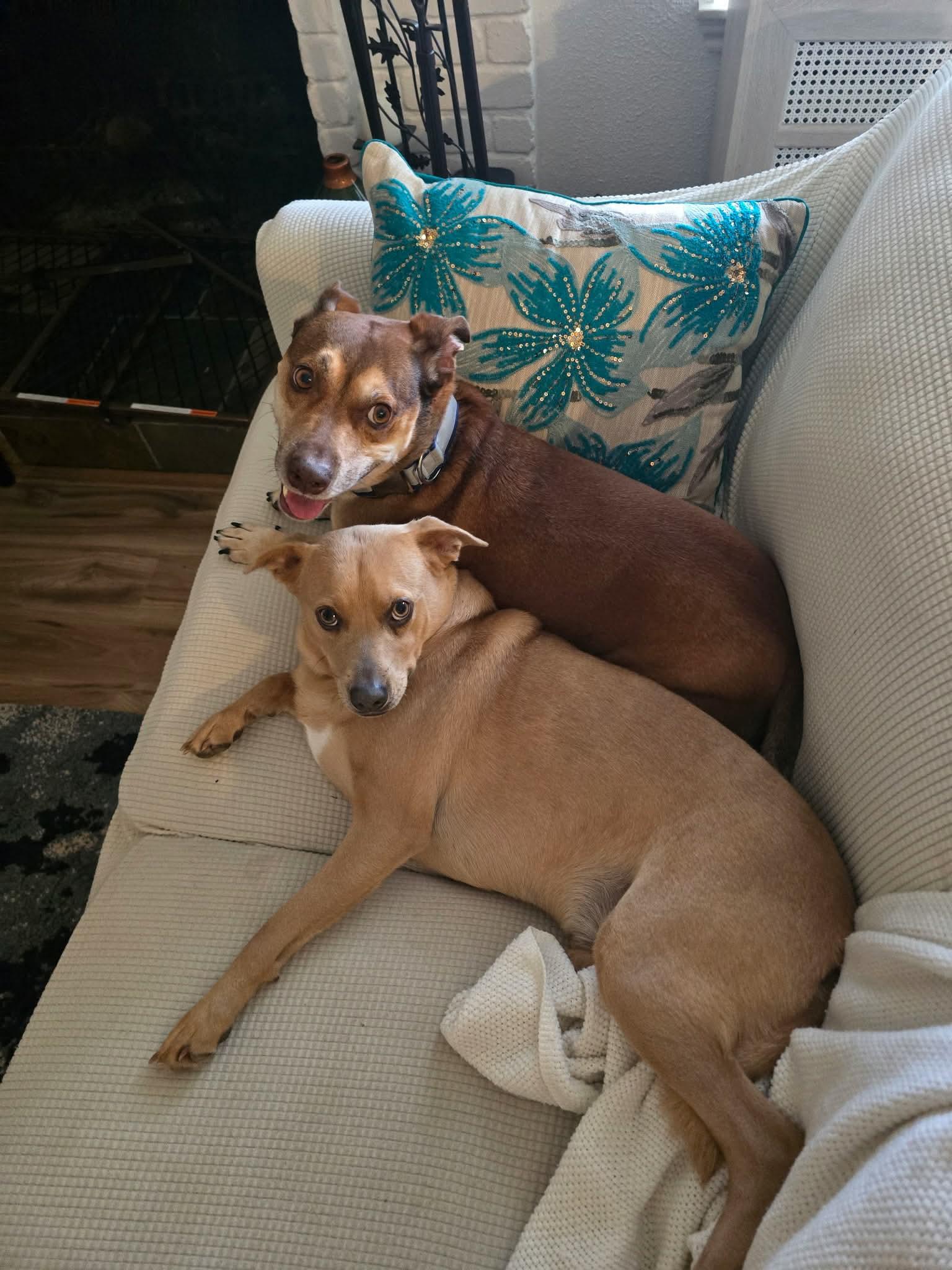 Piglet, a Adoptable mixed breed in Humble, TX image 2/5