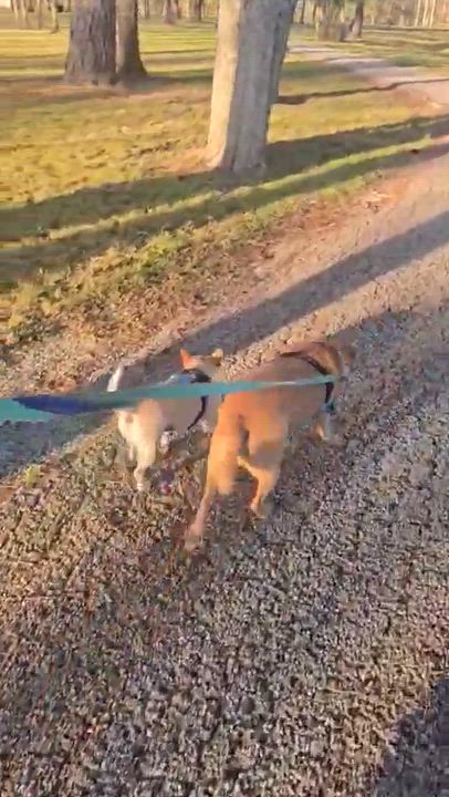 Enlarge Sammy | 2y, 30lbs | House Trained, Dog-Friendly, Loves Car Rides, a Adoptable mixed breed in Humble, TX video 3/5