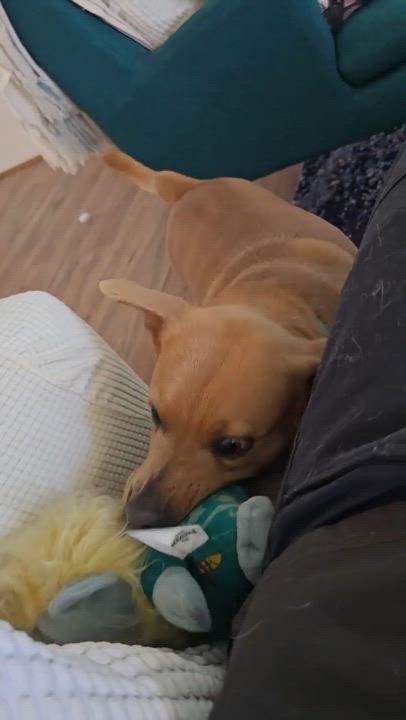 Enlarge Sammy | 2y, 30lbs | House Trained, Dog-Friendly, Loves Car Rides, a Adoptable mixed breed in Humble, TX video 5/5