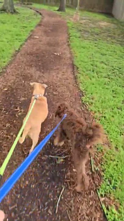 Enlarge Piglet, a Adoptable mixed breed in Humble, TX video 5/5