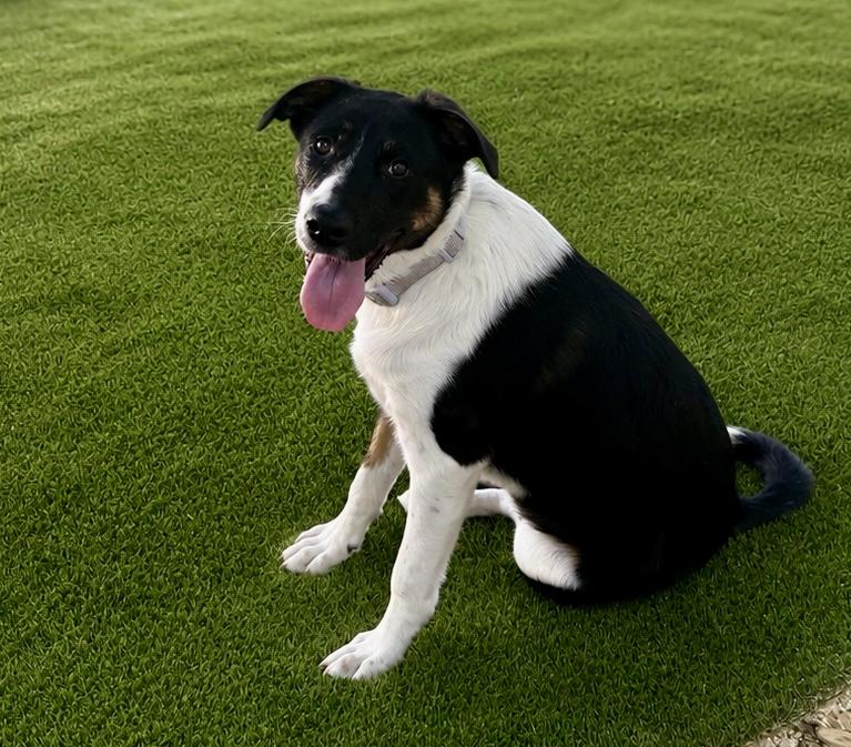 Enlarge Glory, a Adoptable mixed breed in Argyle, TX image 2/5