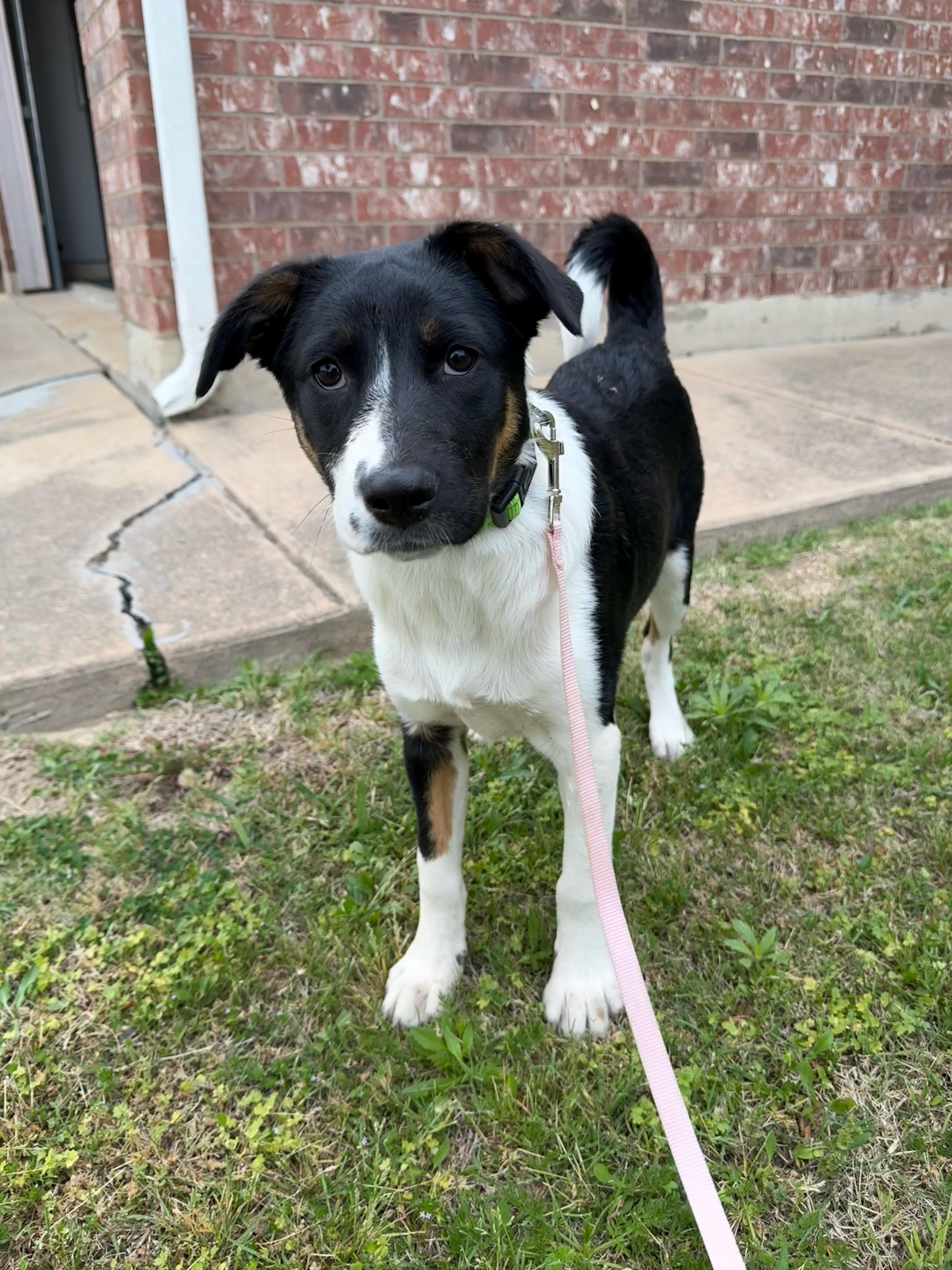 Enlarge Glory, a Adoptable mixed breed in Burleson, TX image 4/4