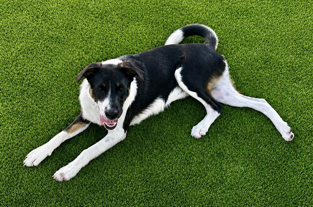 Enlarge Glory, a Adoptable mixed breed in Argyle, TX image 3/5