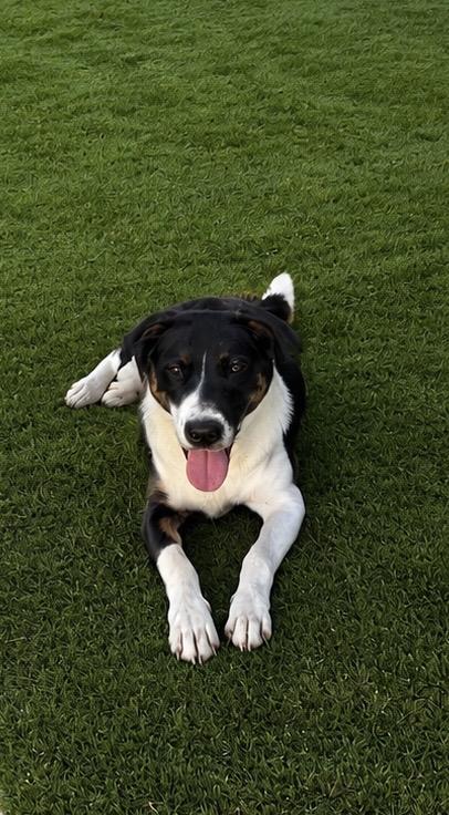 Enlarge Glory, a Adoptable mixed breed in Argyle, TX image 1/5