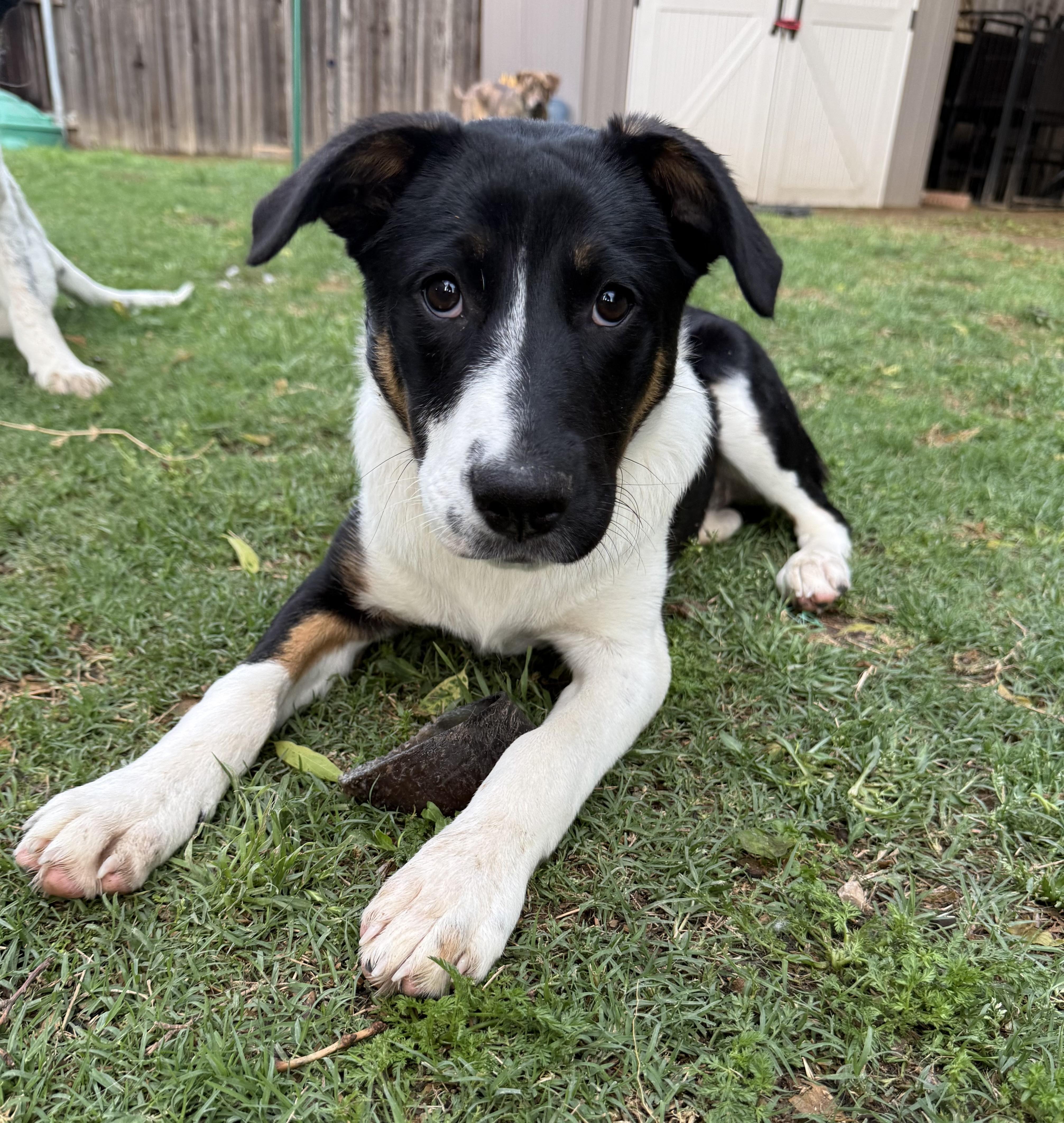 Enlarge Glory, a Adoptable mixed breed in Burleson, TX image 1/4
