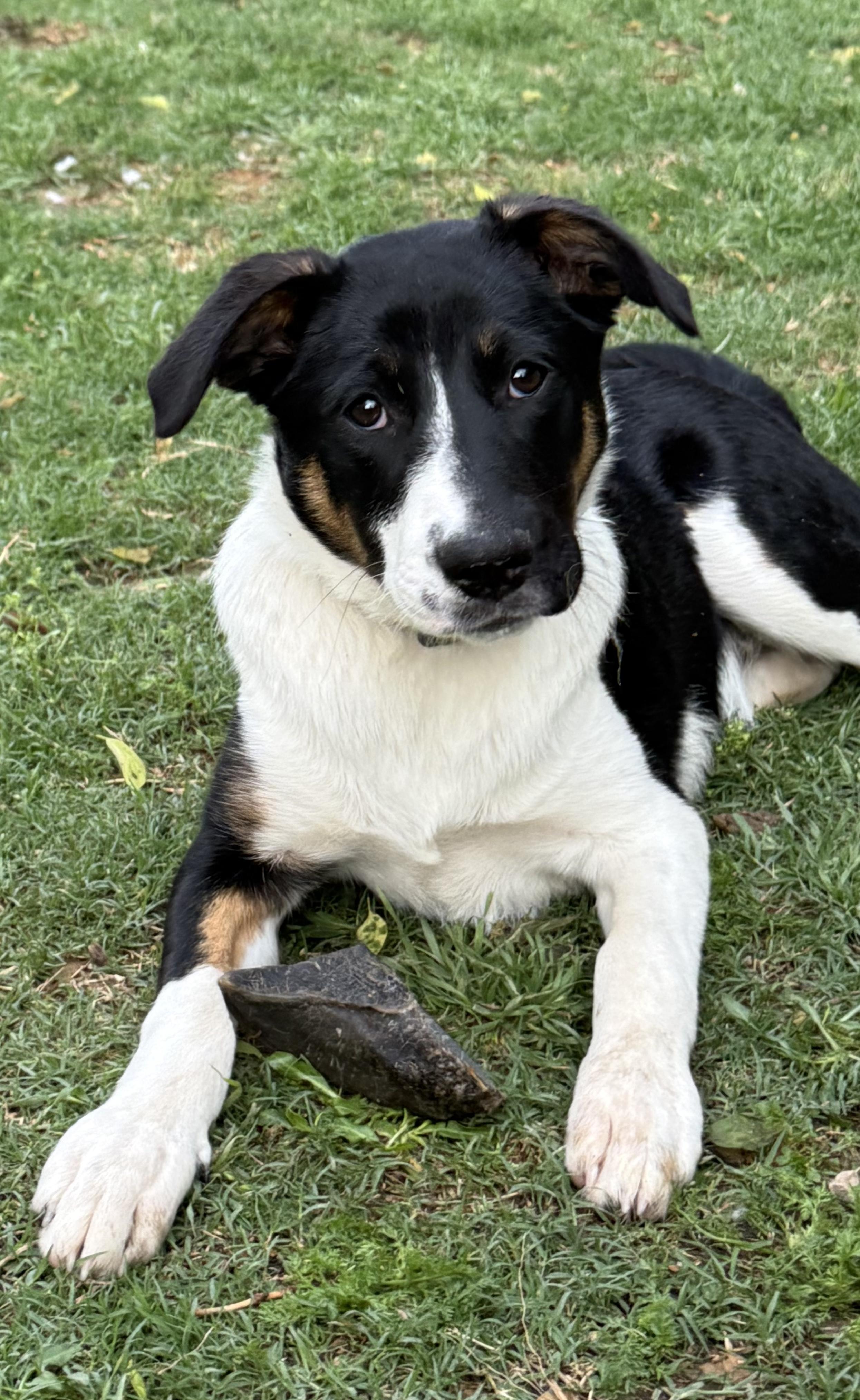 Enlarge Glory, a Adoptable mixed breed in Burleson, TX image 2/4