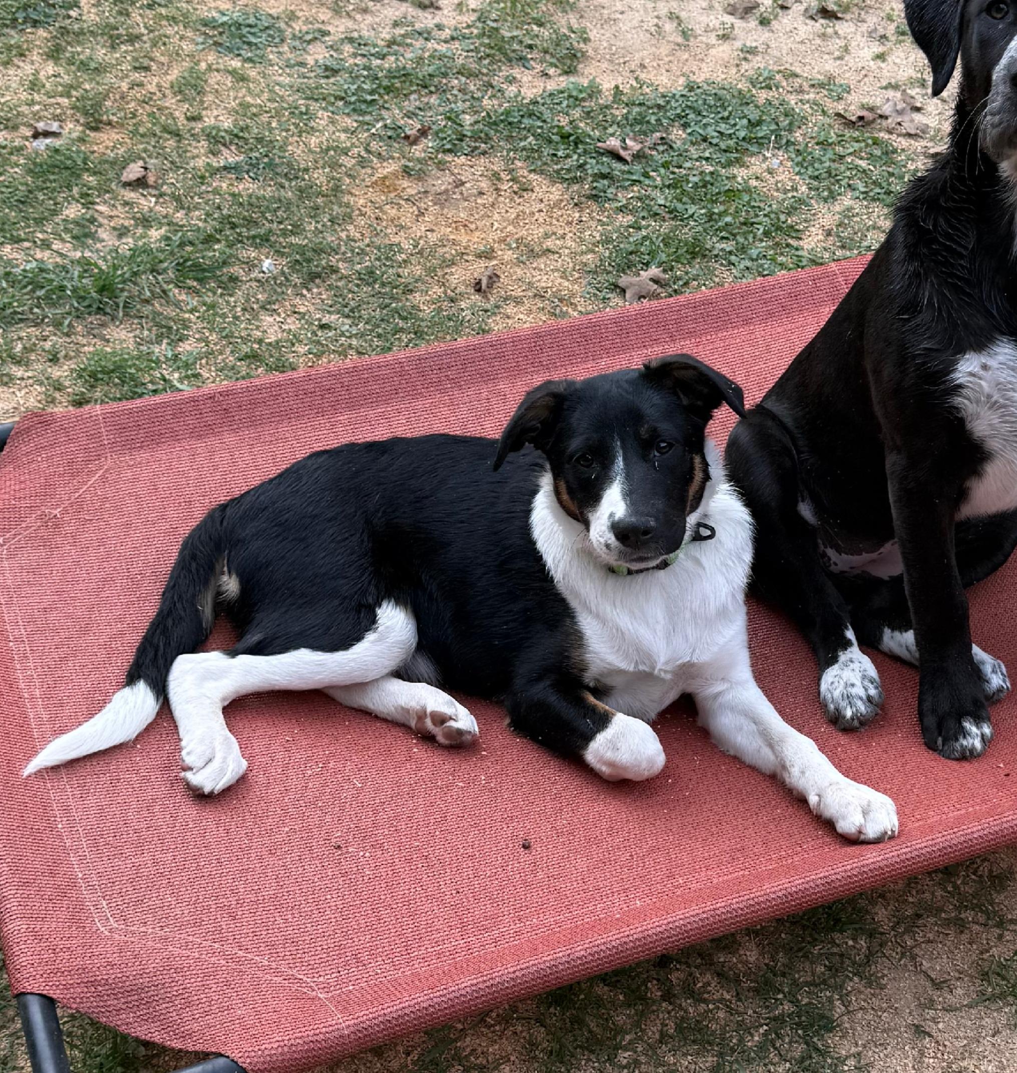 Enlarge Glory, a Adoptable mixed breed in Burleson, TX image 3/4