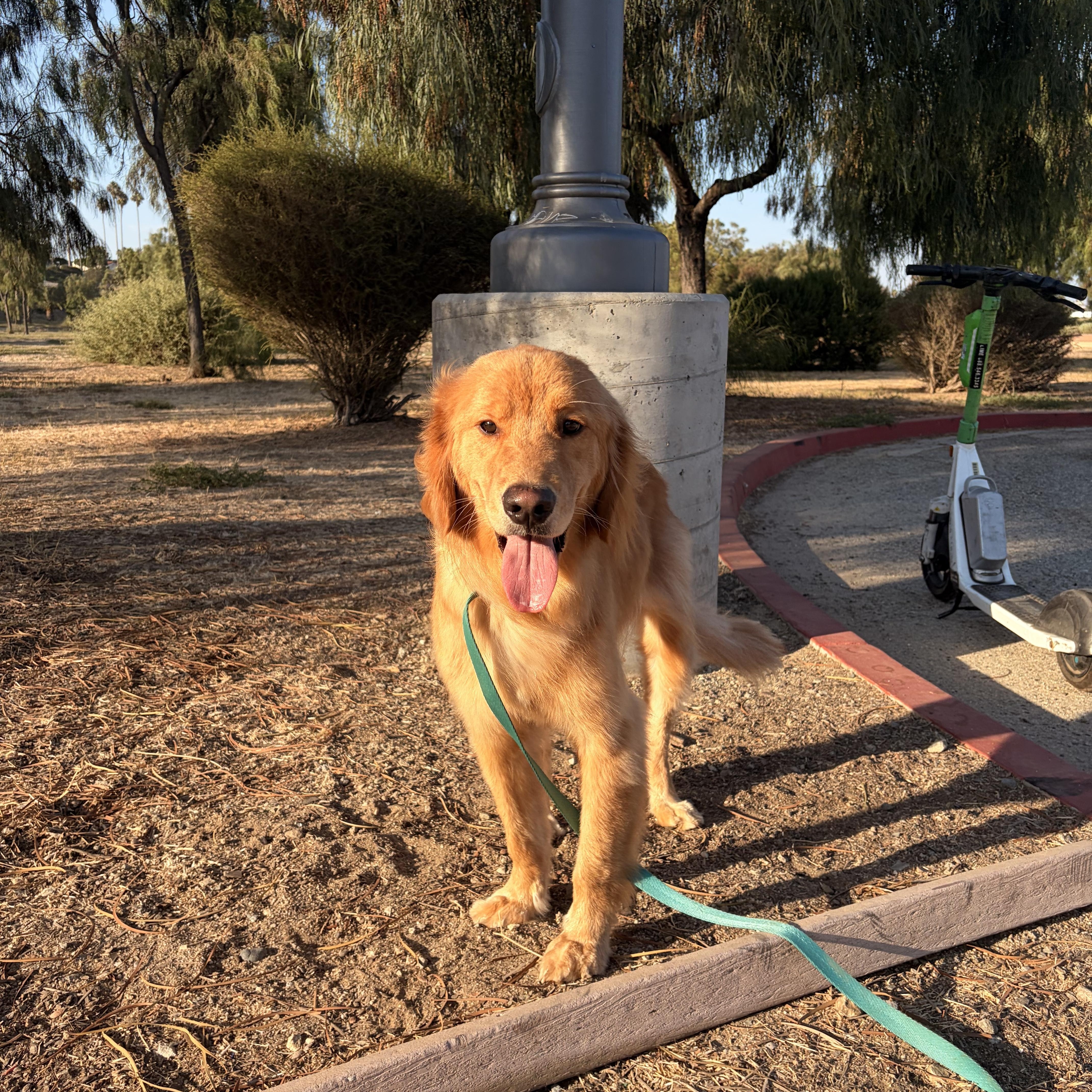 Copper, a ADOPTABLE Golden Retriever in Torrance, CA image 4/4