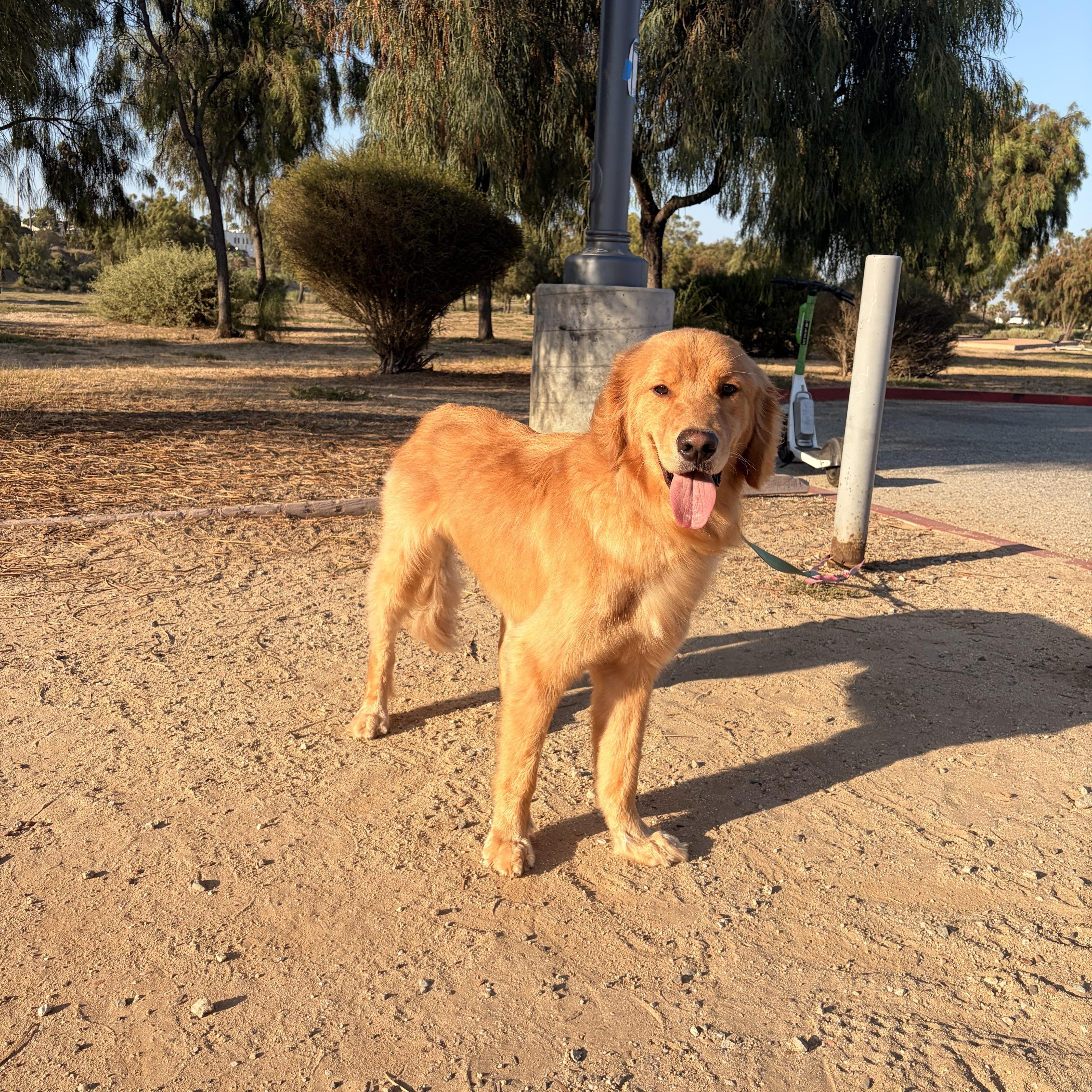 Copper, a ADOPTABLE Golden Retriever in Torrance, CA image 3/4