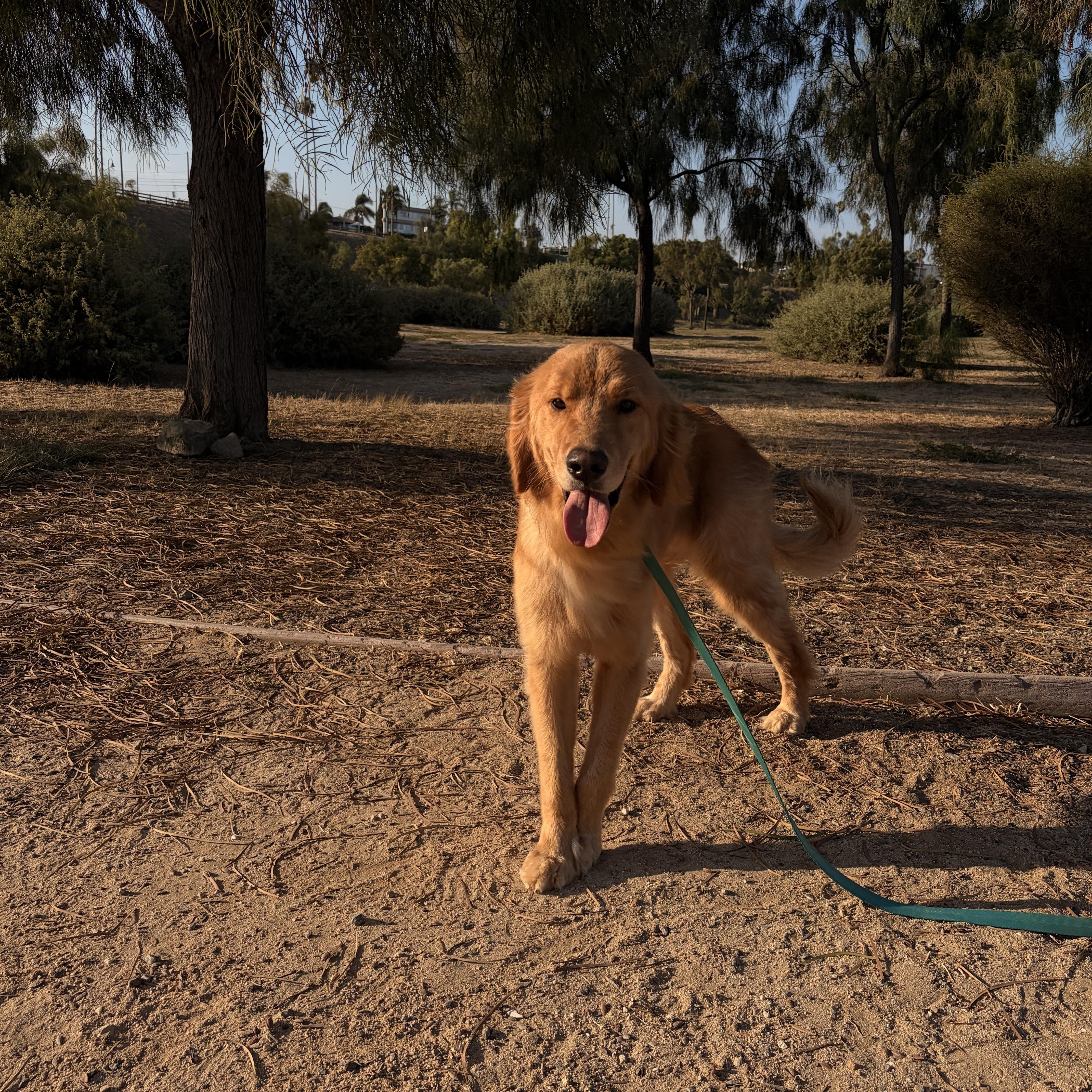 Copper, a ADOPTABLE Golden Retriever in Torrance, CA image 2/4