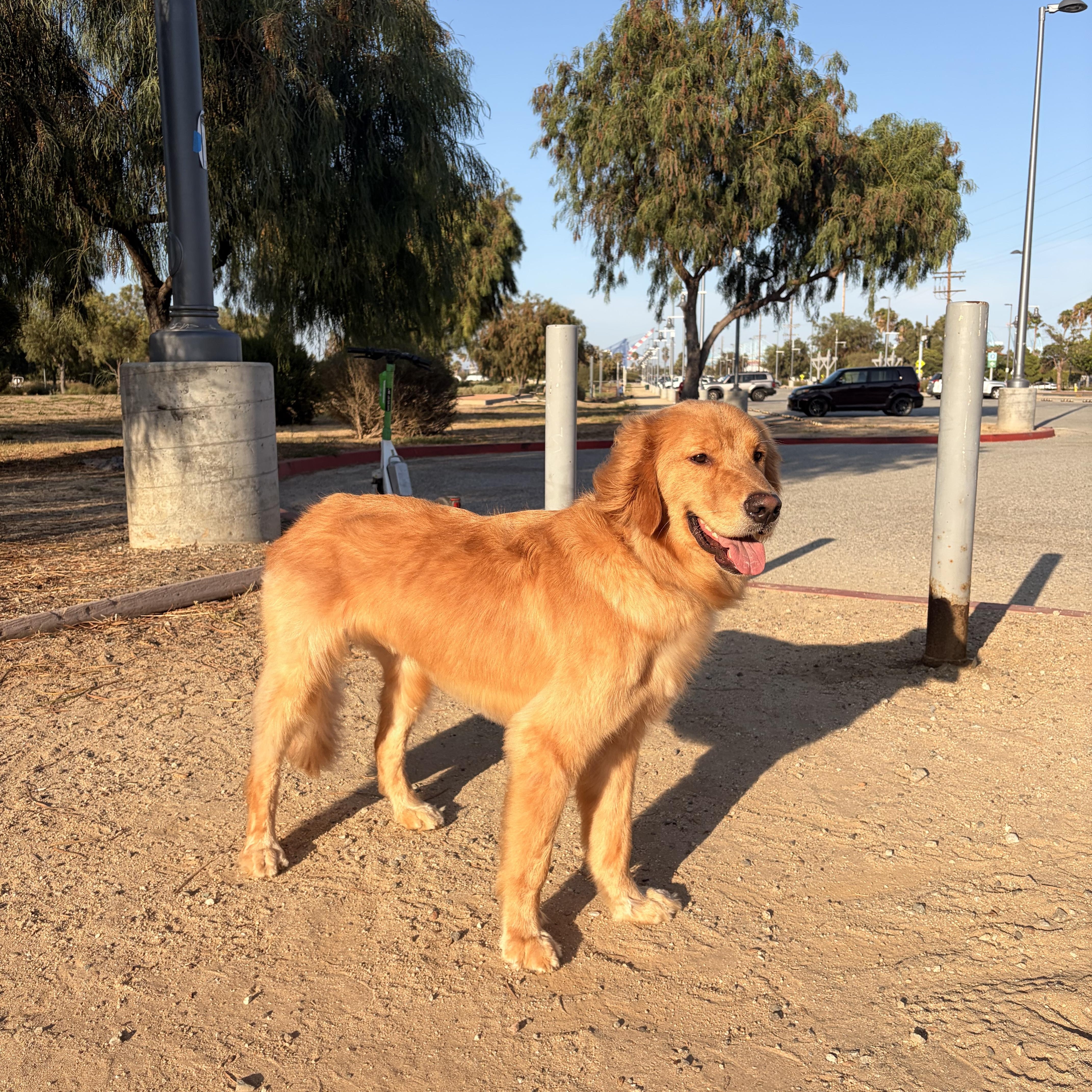Copper, ADOPTABLE, Young Male Golden Retriever.