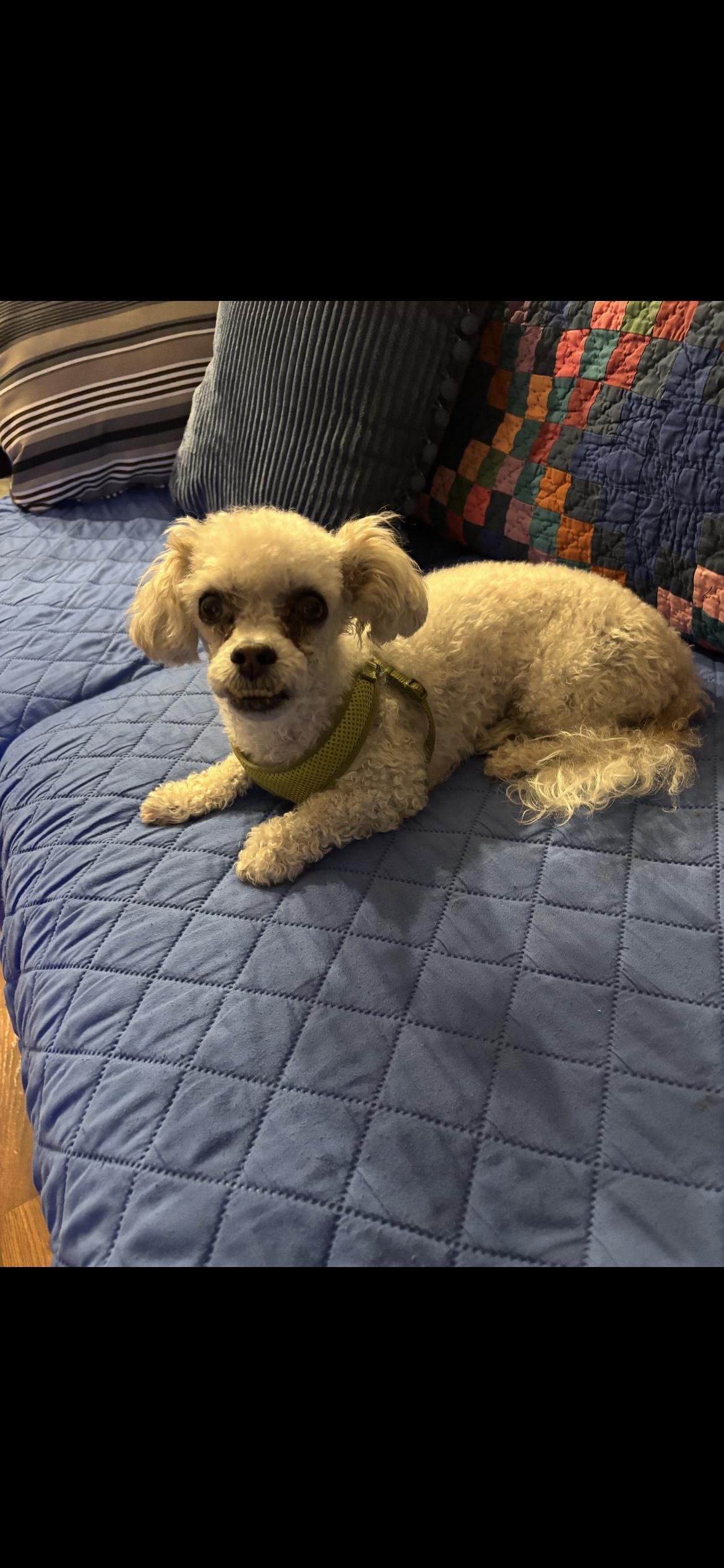 Poopsie, Adoptable, Adult Female Shih Tzu & Poodle.