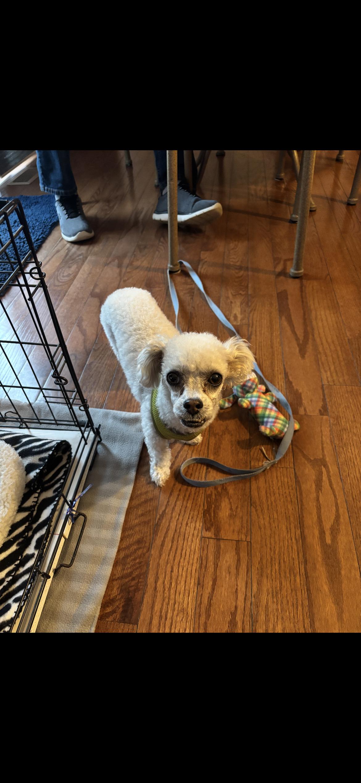 Enlarge Poopsie, a Adoptable mixed breed in Saint Louis, MO image 2/2