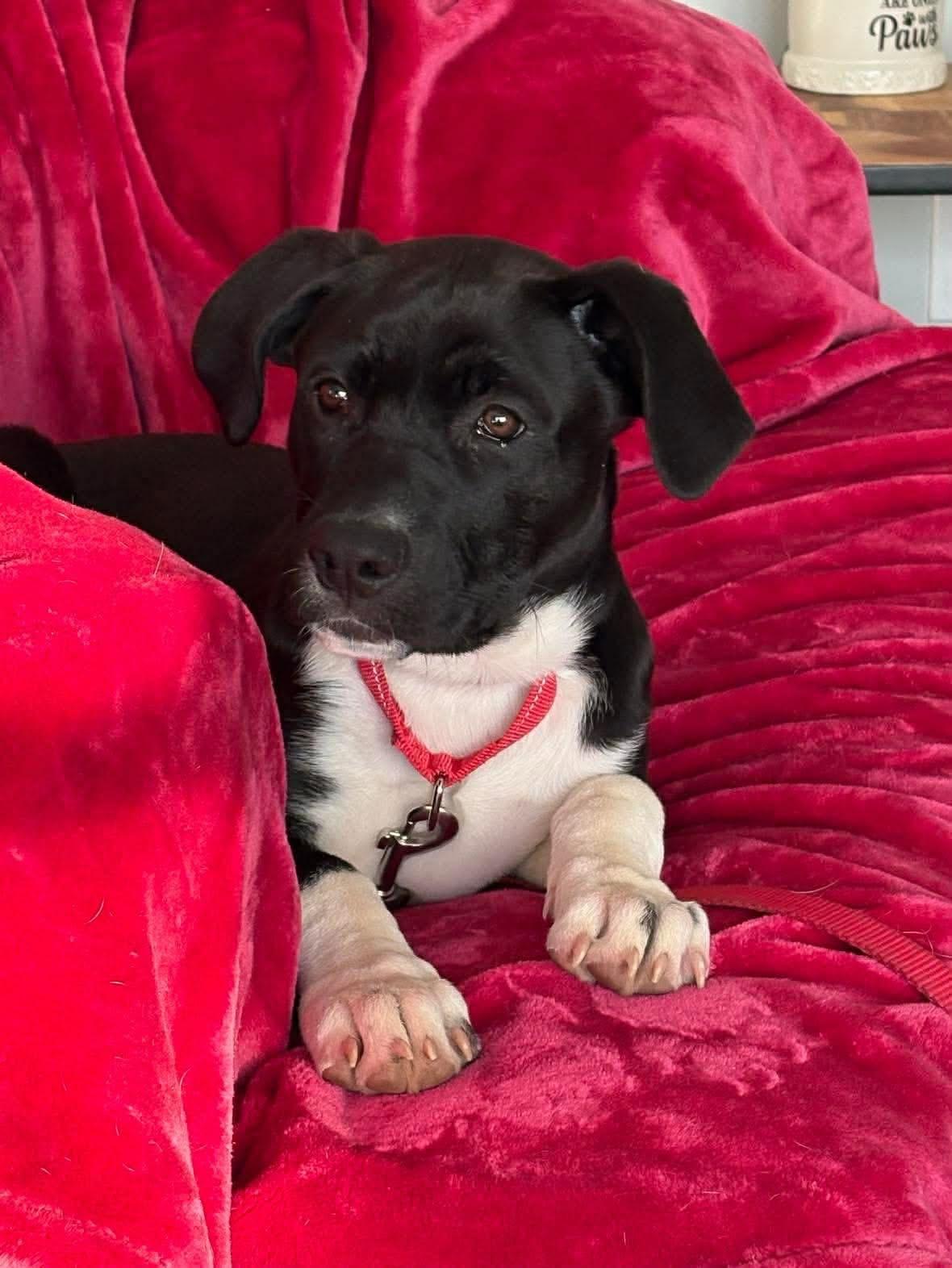 Enlarge Zip, a ADOPTABLE Mixed Breed in Highland, NY image 1/4