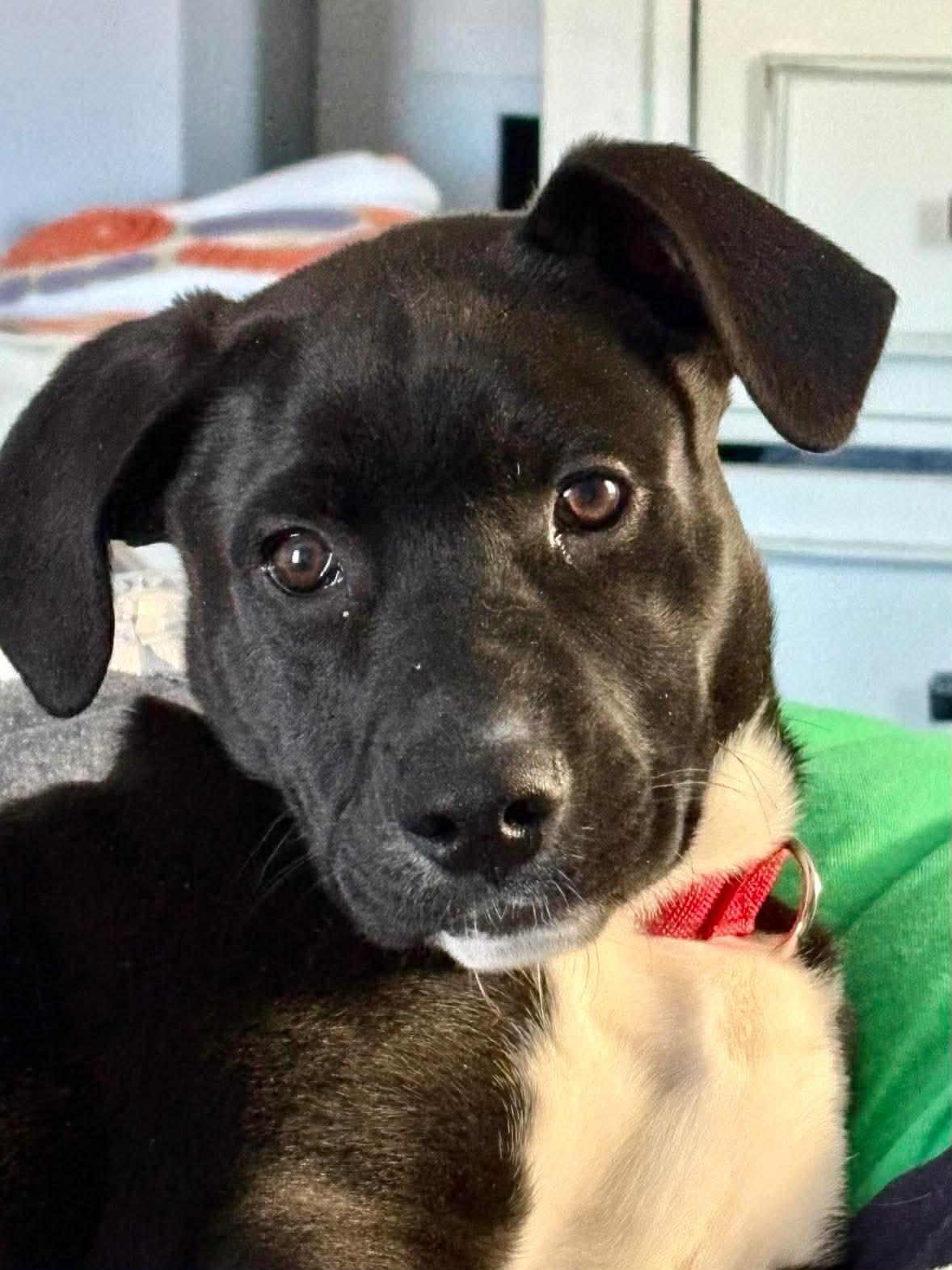 Enlarge Zip, a ADOPTABLE Mixed Breed in Highland, NY image 3/4