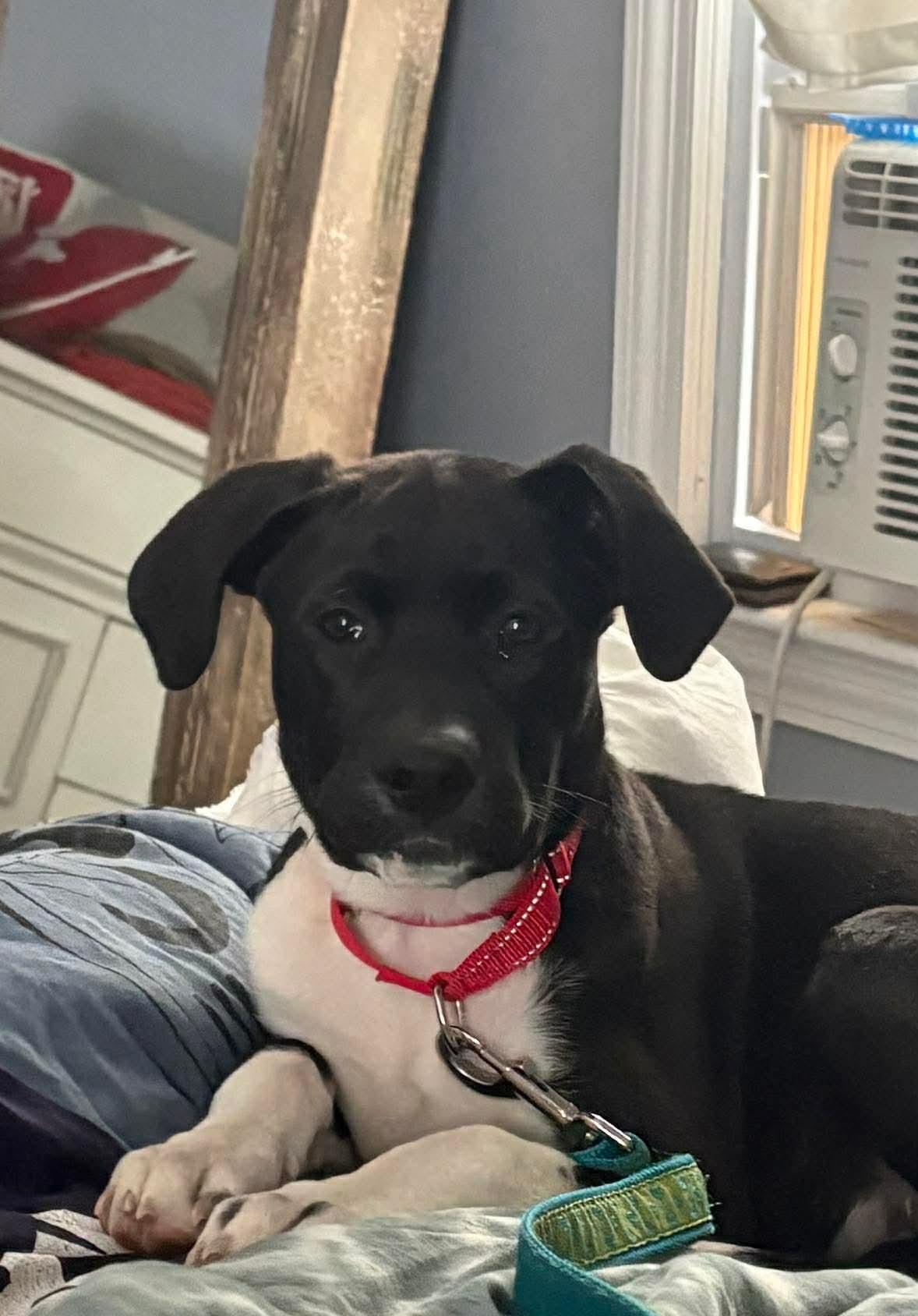 Enlarge Zip, a ADOPTABLE Mixed Breed in Highland, NY image 2/4