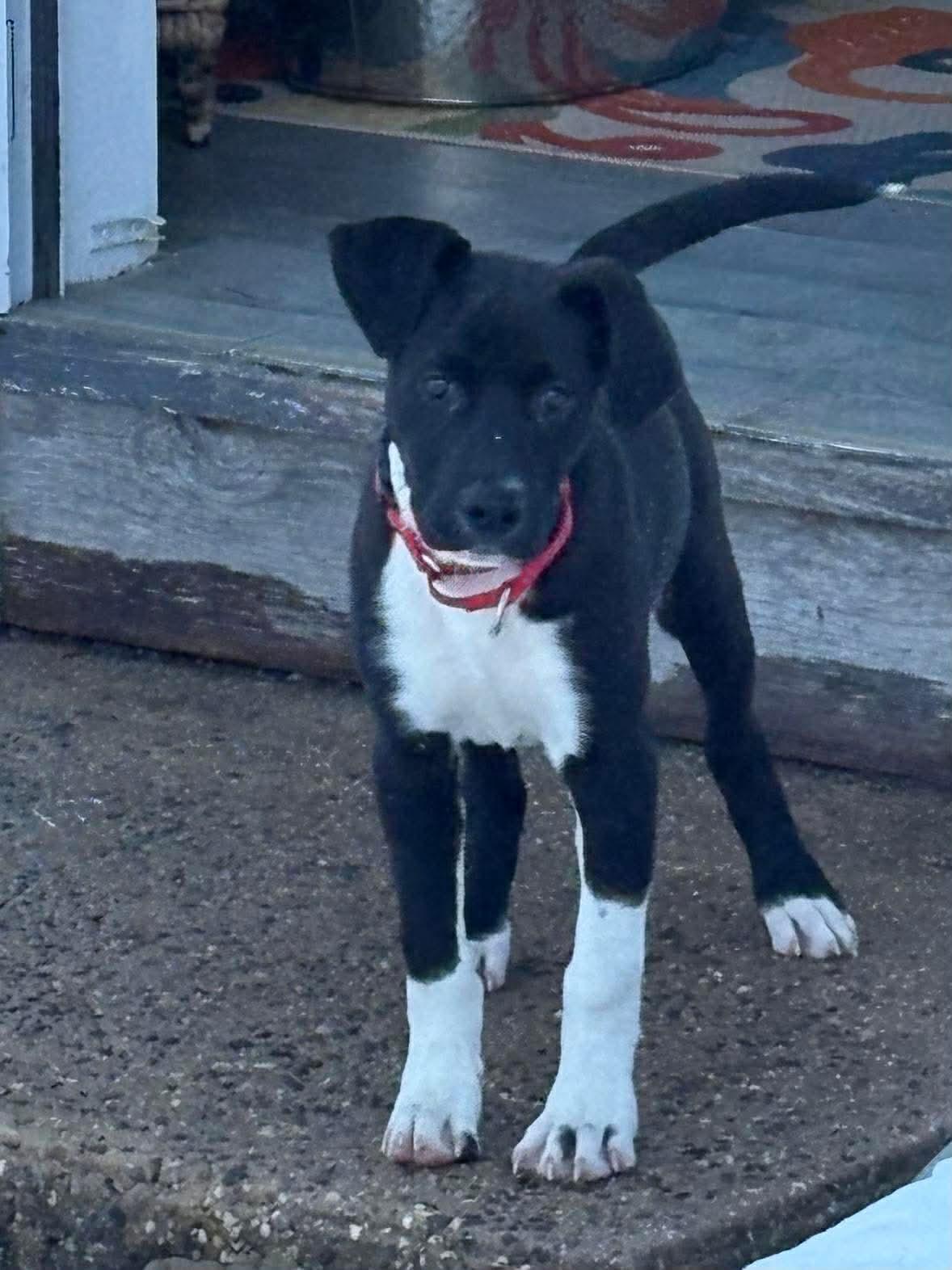 Enlarge Zip, a ADOPTABLE Mixed Breed in Highland, NY image 4/4