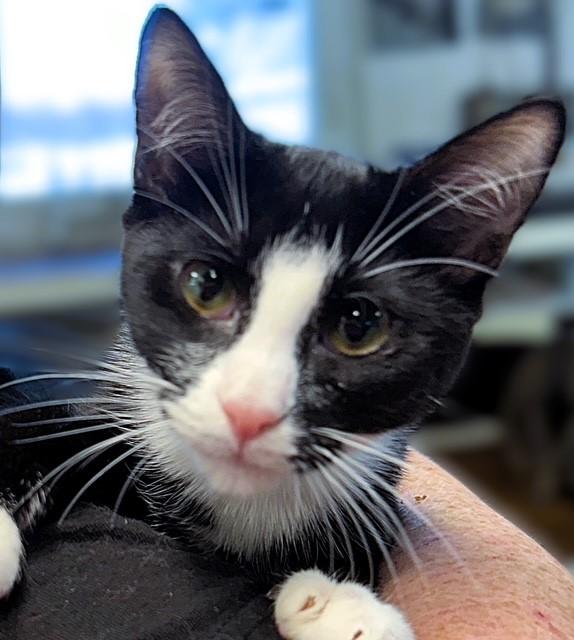 Enlarge HoneyCrisp (sibling with Pink Lady, Rome, and McIntosh), a ADOPTABLE Domestic Short Hair in Pottstown, PA image 3/3