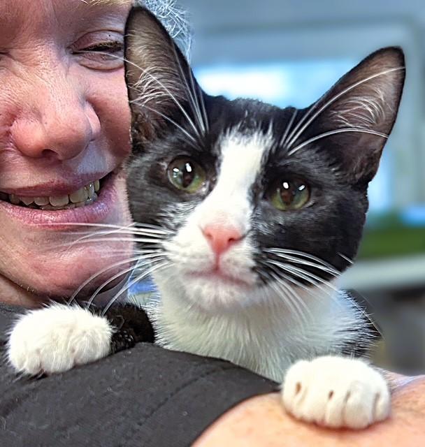 Enlarge HoneyCrisp (sibling with Pink Lady, Rome, and McIntosh), a ADOPTABLE Domestic Short Hair in Pottstown, PA image 2/3