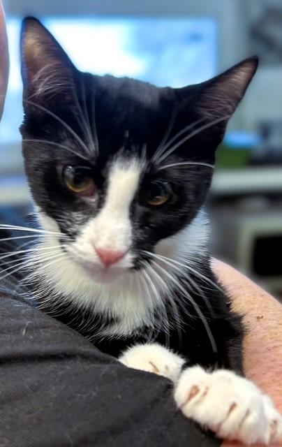 Enlarge HoneyCrisp (sibling with Pink Lady, Rome, and McIntosh), a ADOPTABLE Domestic Short Hair in Pottstown, PA image 1/3