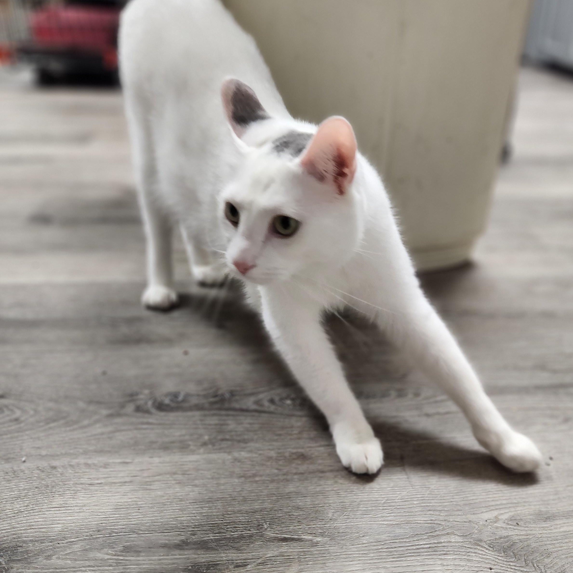 Enlarge Noodle, an adopted Domestic Short Hair in Stanhope, NJ image 2/4