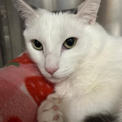 Enlarge Noodle, an adopted Domestic Short Hair in Stanhope, NJ image 4/4