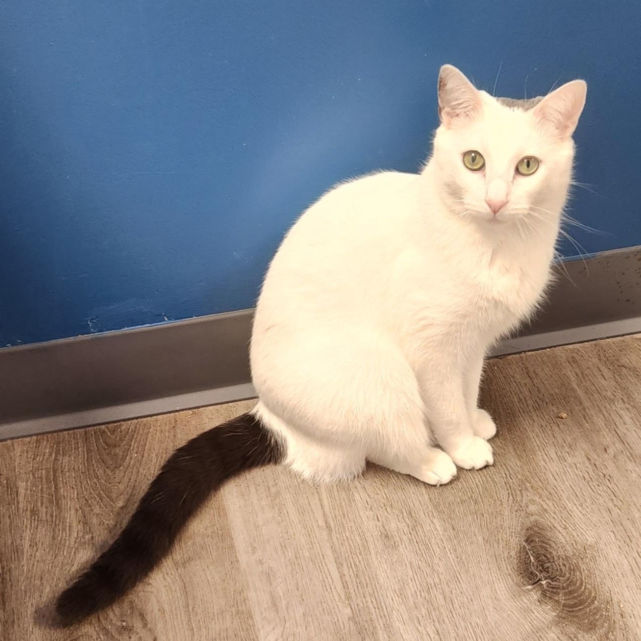 Enlarge Noodle, an adopted Domestic Short Hair in Stanhope, NJ image 1/4