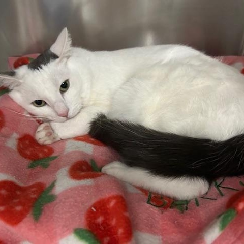 Enlarge Noodle, an adopted Domestic Short Hair in Stanhope, NJ image 3/4