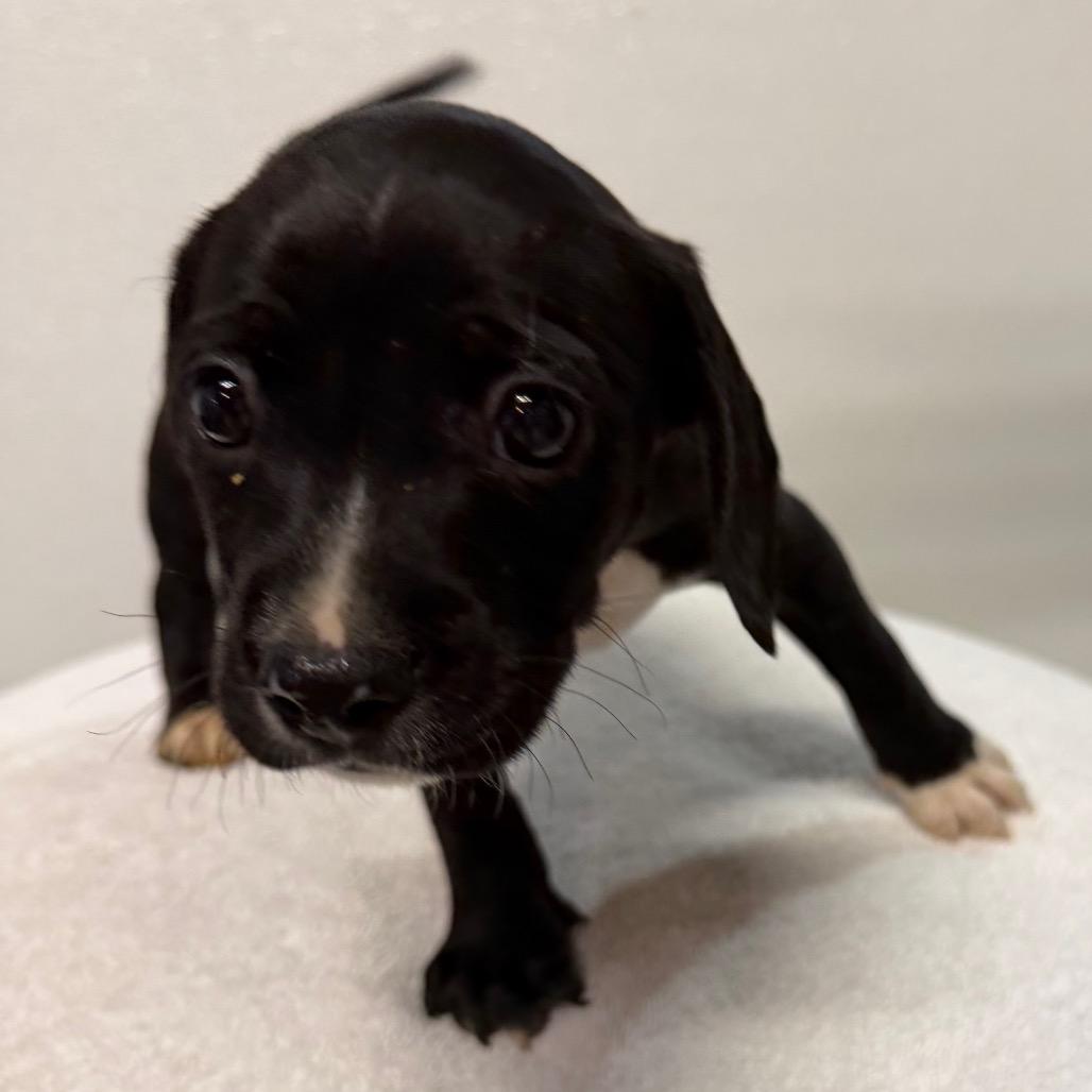 Bowie, Adoptable, Puppy Male Cavalier King Charles Spaniel & Pit Bull Terrier.
