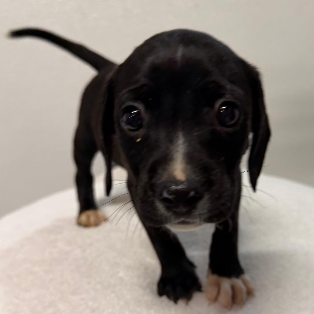 Enlarge Bowie, a Adoptable mixed breed in West Chester, PA image 3/3