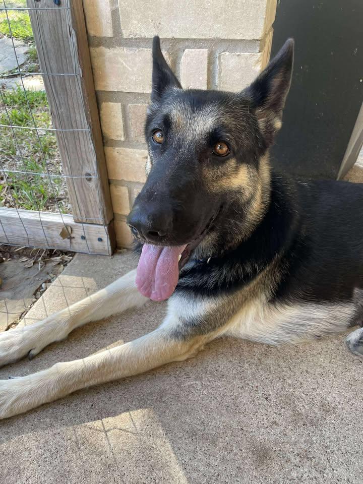 Freya, Adoptable, Adult Female German Shepherd Dog.