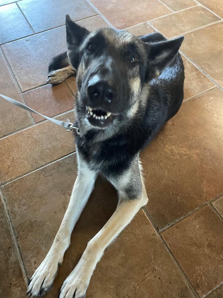 Enlarge Freya, an adoption pending German Shepherd Dog in Temple, TX image 2/5