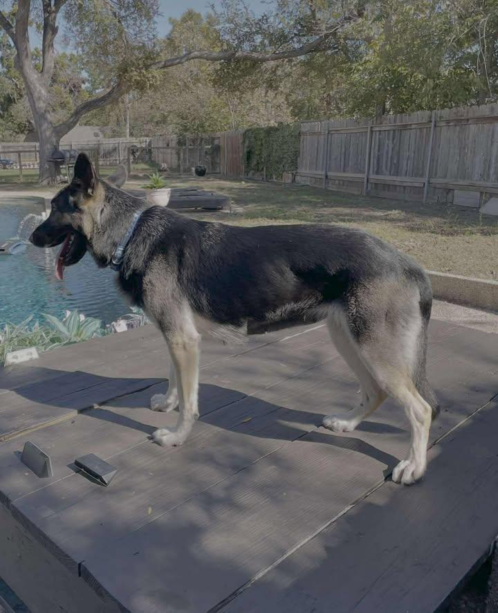 Enlarge Freya, an adoption pending German Shepherd Dog in Temple, TX image 3/5