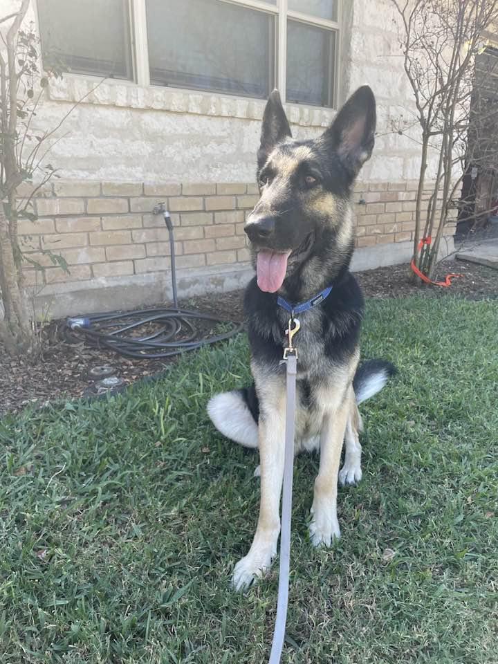 Enlarge Freya, an adoption pending German Shepherd Dog in Temple, TX image 5/5