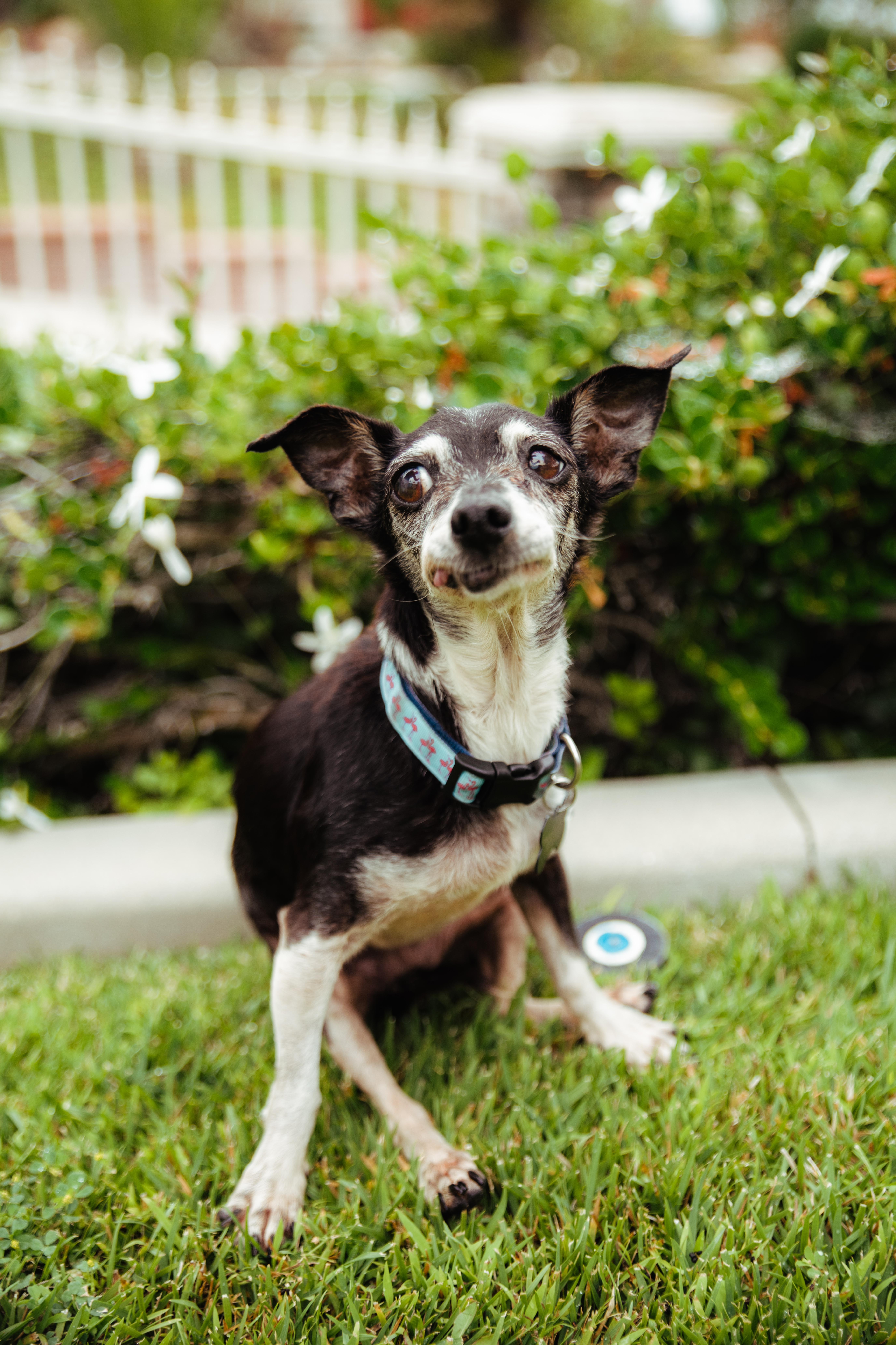 Enlarge Molly, a Adoptable mixed breed in West Hollywood, CA image 1/5