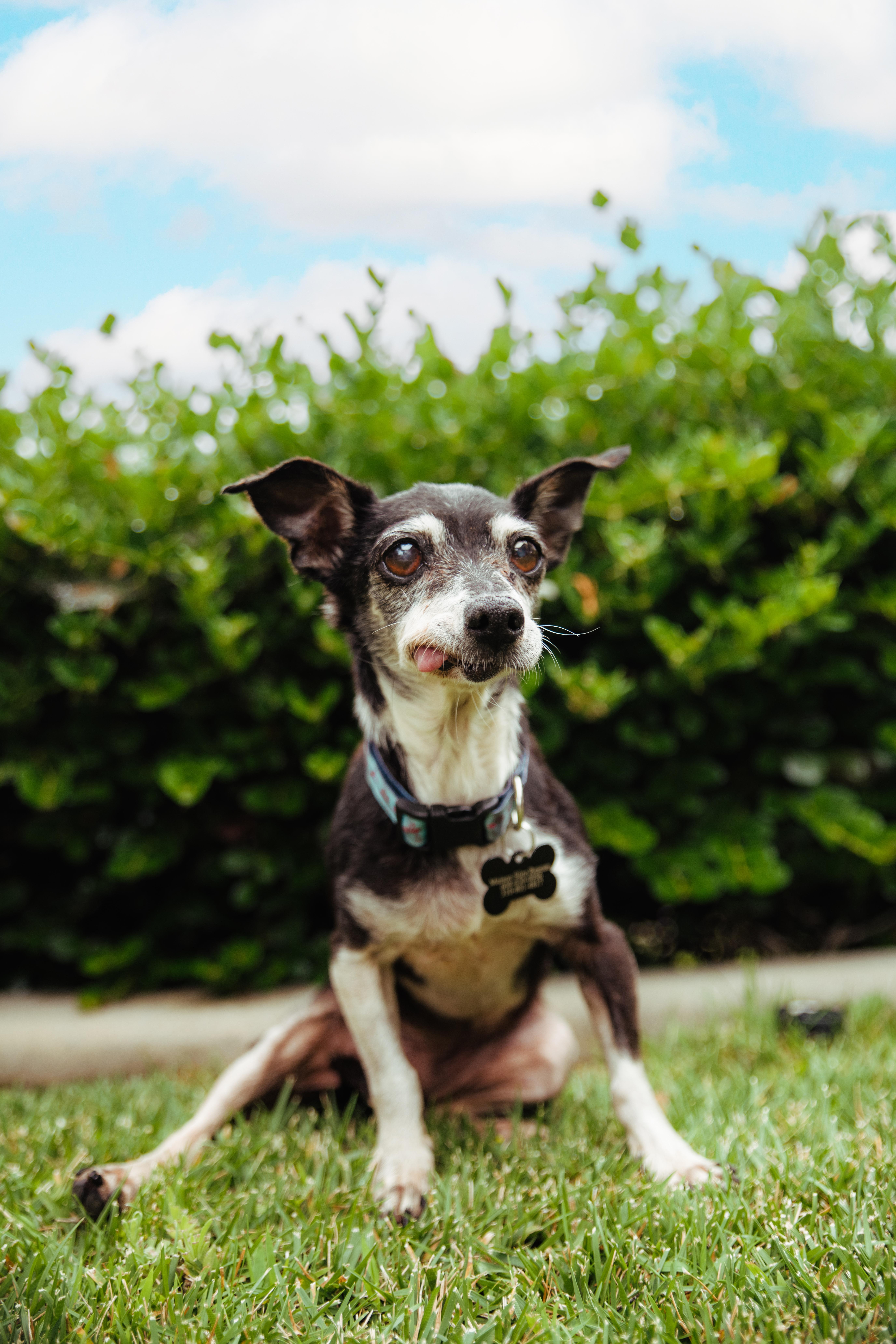 Enlarge Molly, a Adoptable mixed breed in West Hollywood, CA image 2/5