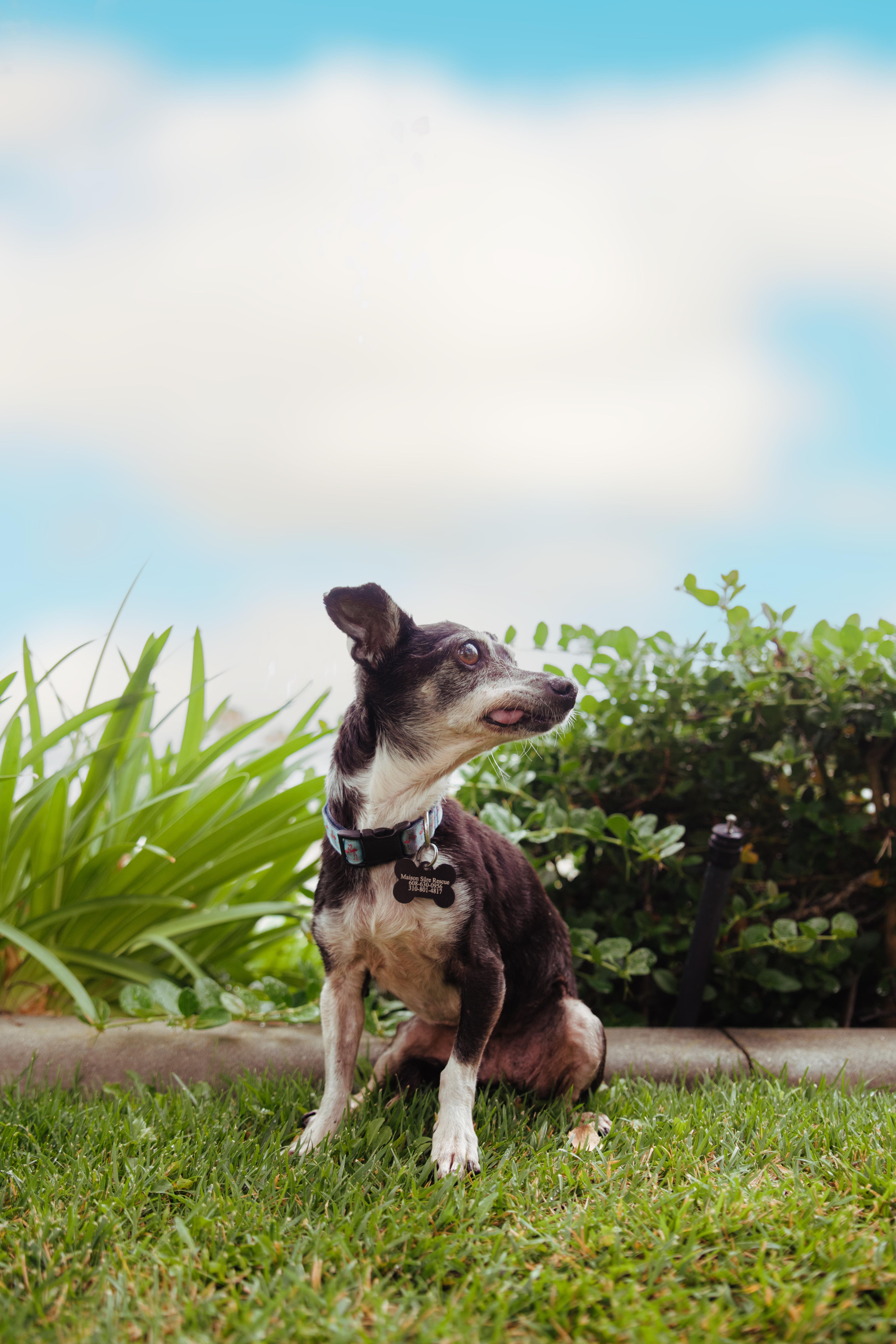 Enlarge Molly, a Adoptable mixed breed in West Hollywood, CA image 3/5