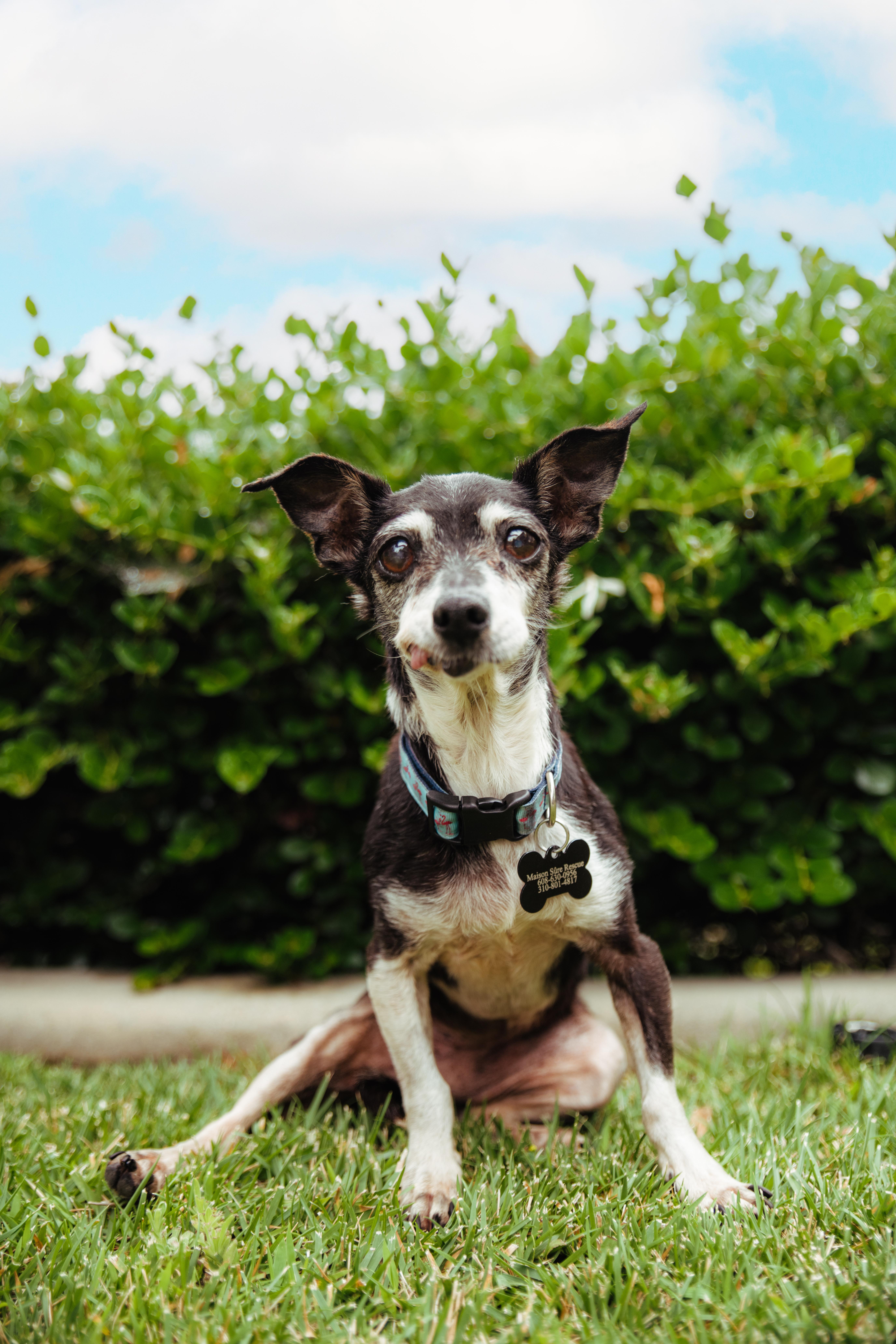 Enlarge Molly, a Adoptable mixed breed in West Hollywood, CA image 4/5