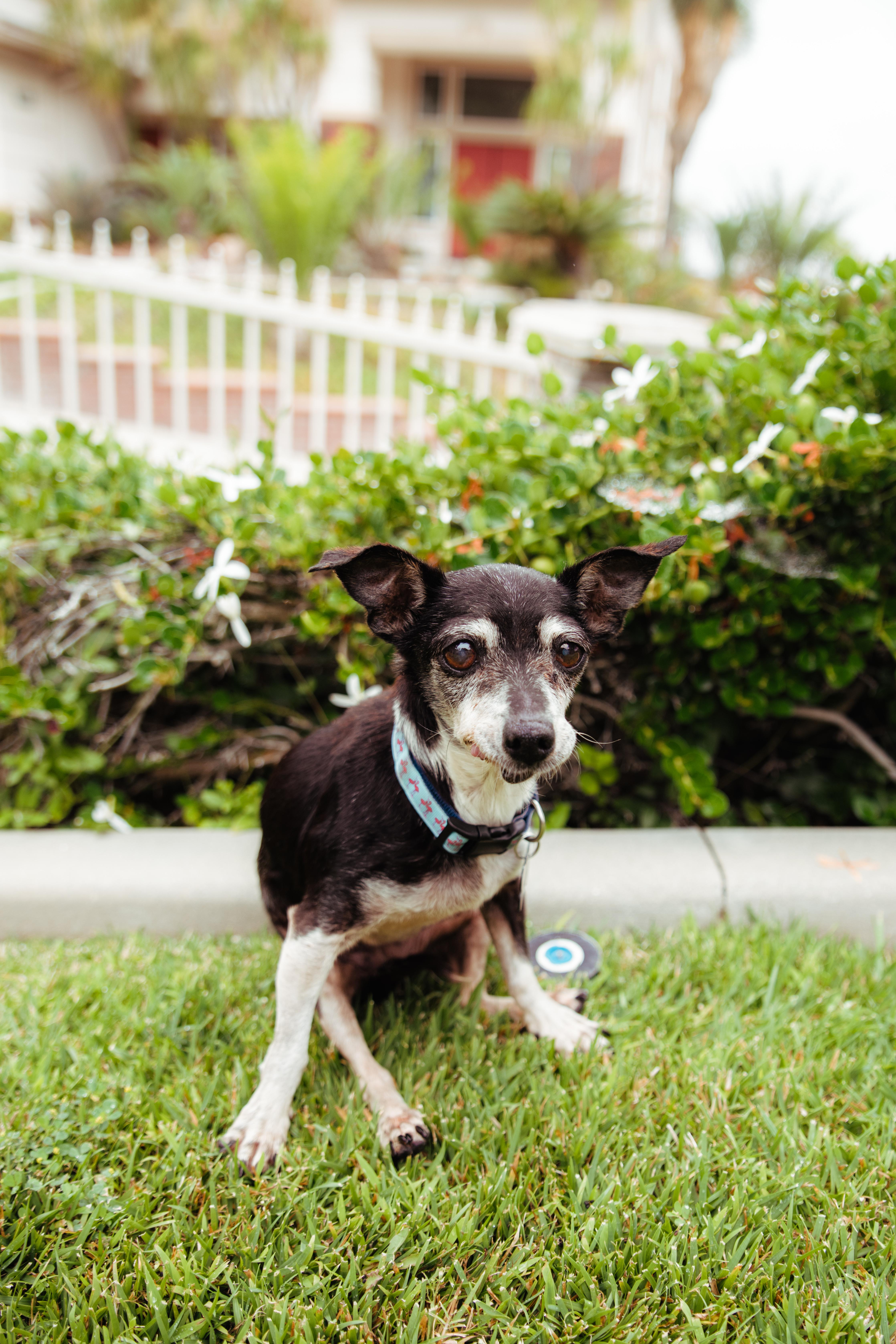 Enlarge Molly, a Adoptable mixed breed in West Hollywood, CA image 5/5