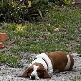 Enlarge Peanut, a Adoptable Basset Hound in Auburndale, FL image 3/3